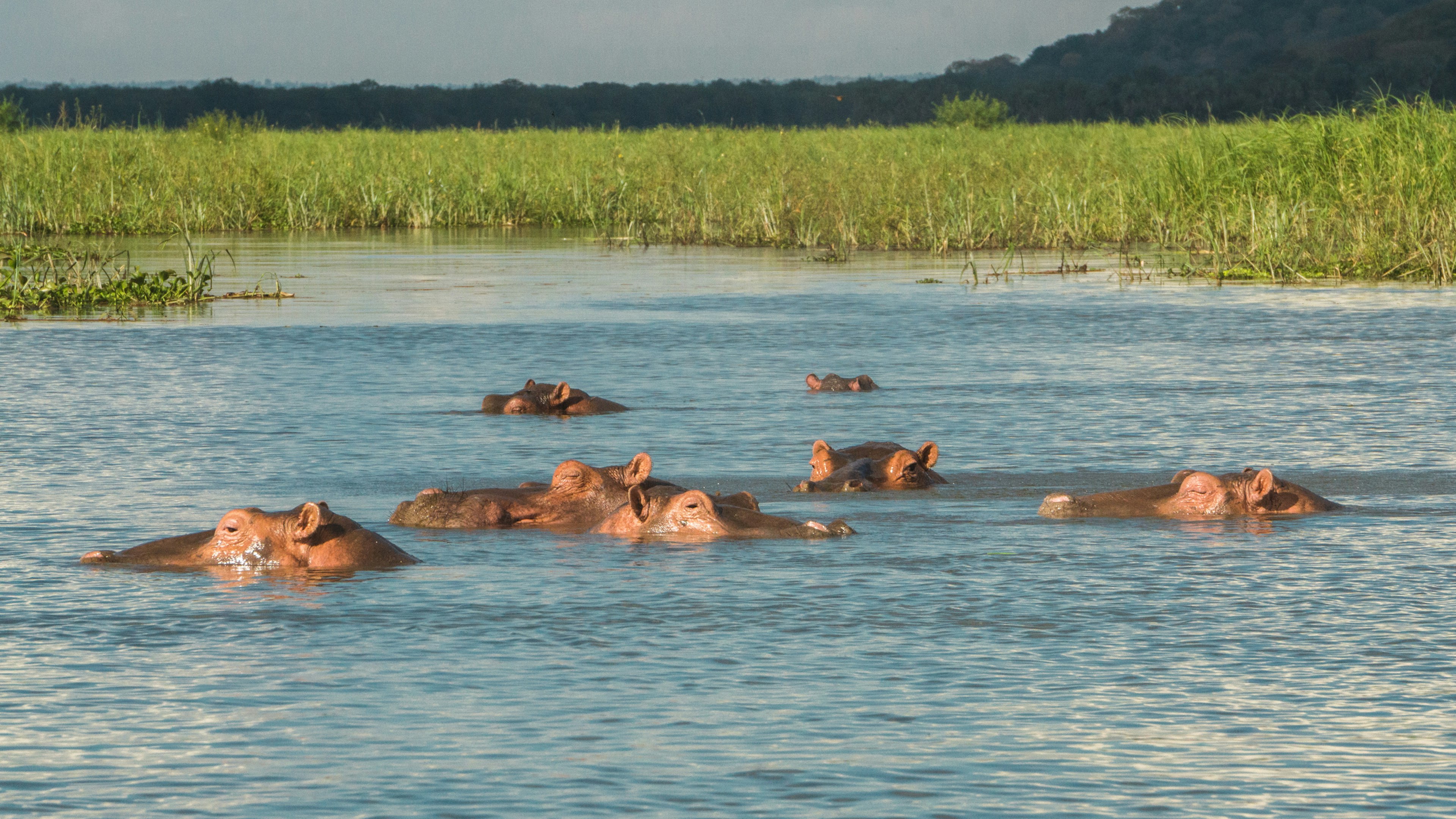 The ears and eyes of seven brown-and-pink hippos poke above the surface of a river in a wetland