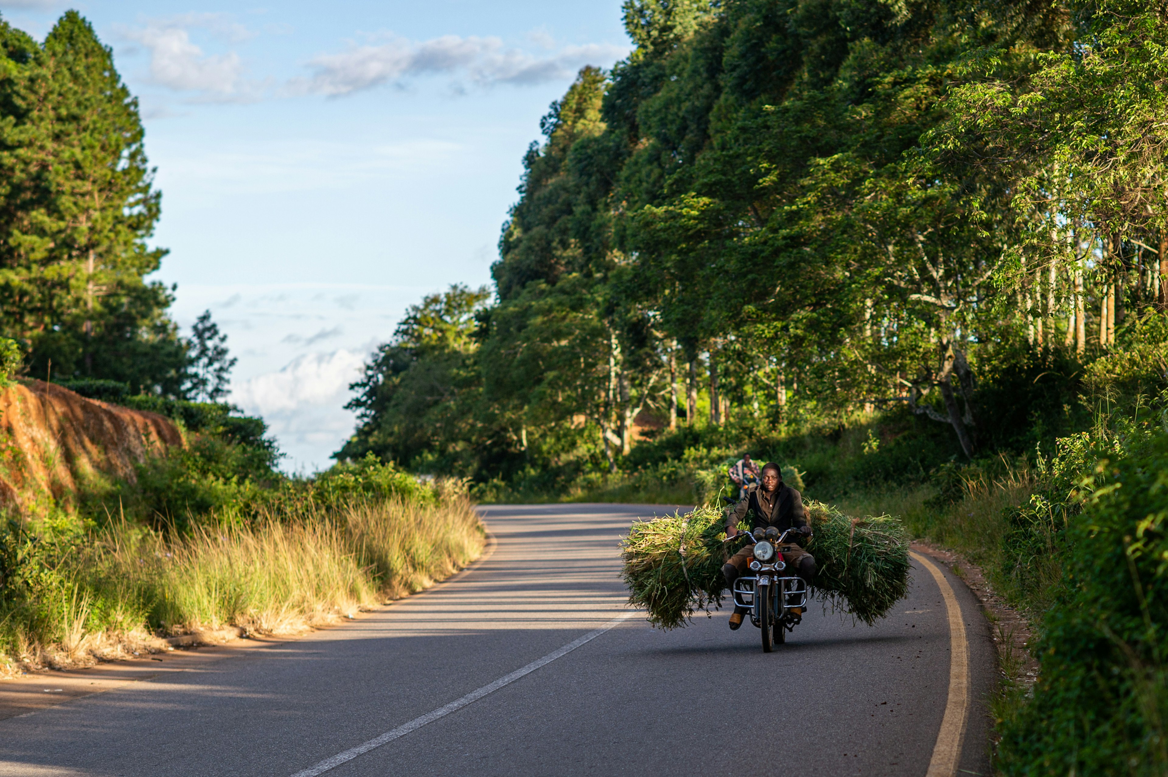 A motor cyclist carrying a load of vegetation on the back of a motor bike to move it to their homestead as feeding for livestock