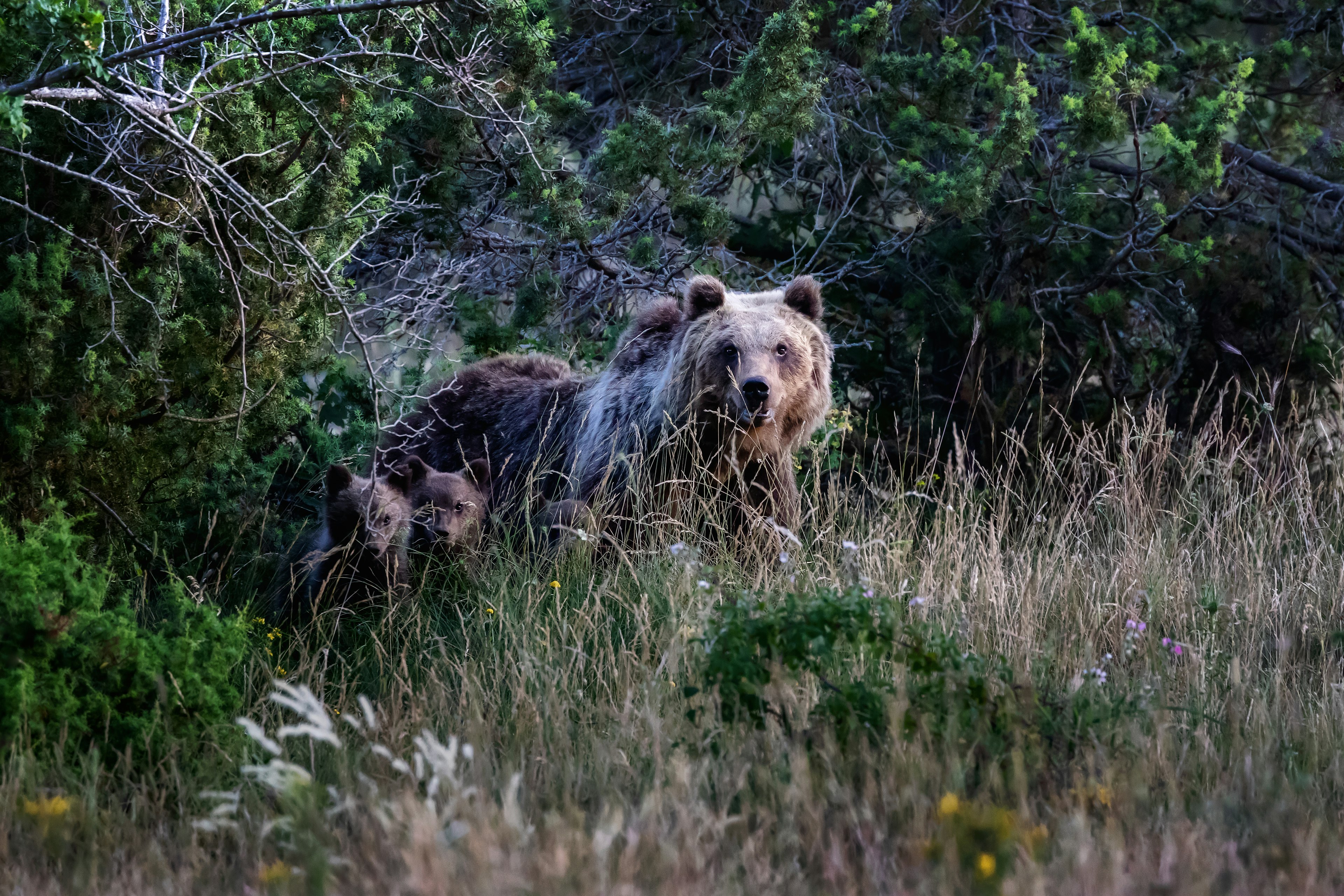 A Marsican bear emerges from a bush with her cubs in the Abruzzo region of Italy.