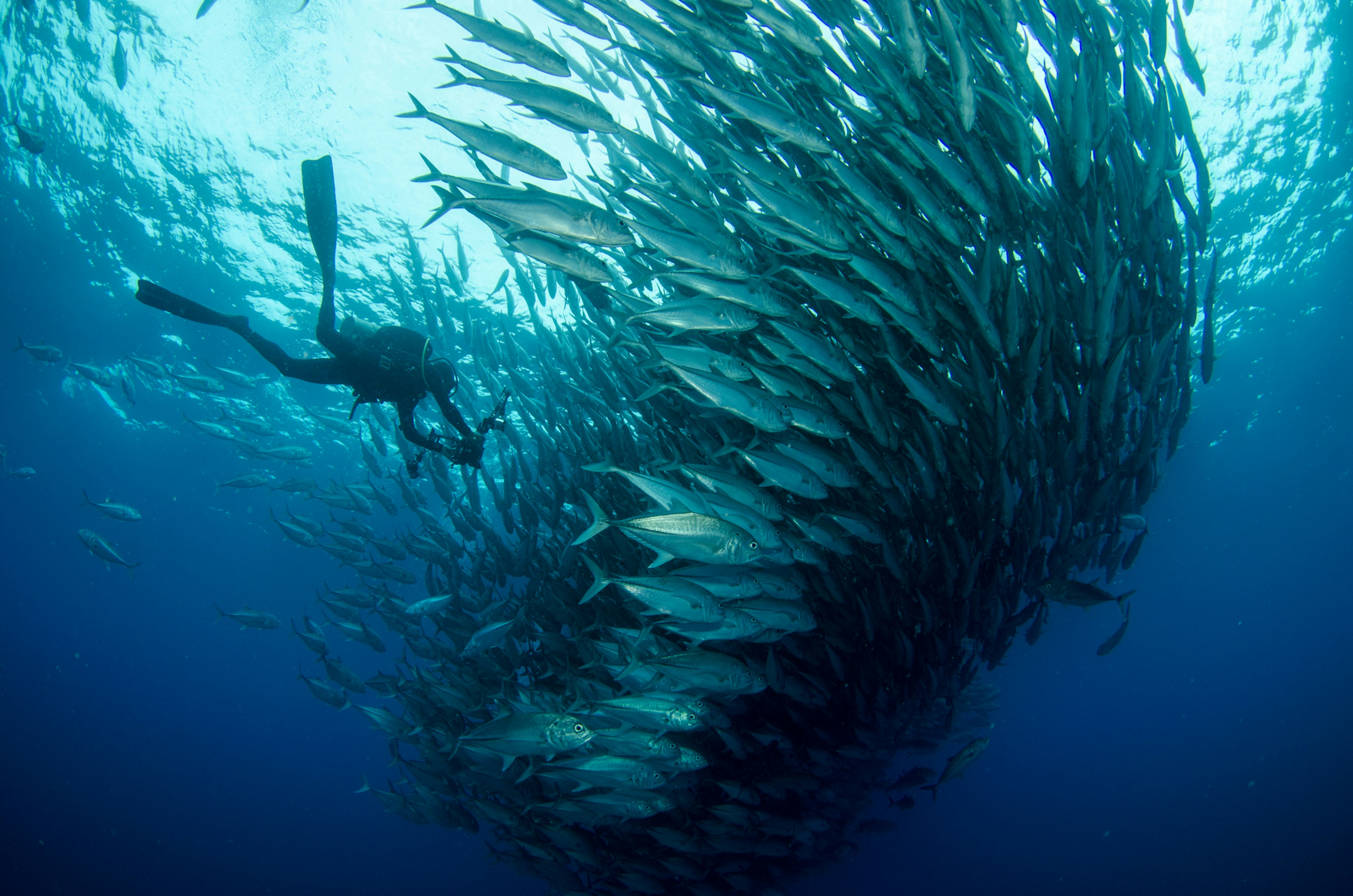 A large school of fish cluster together as a diver photographs them