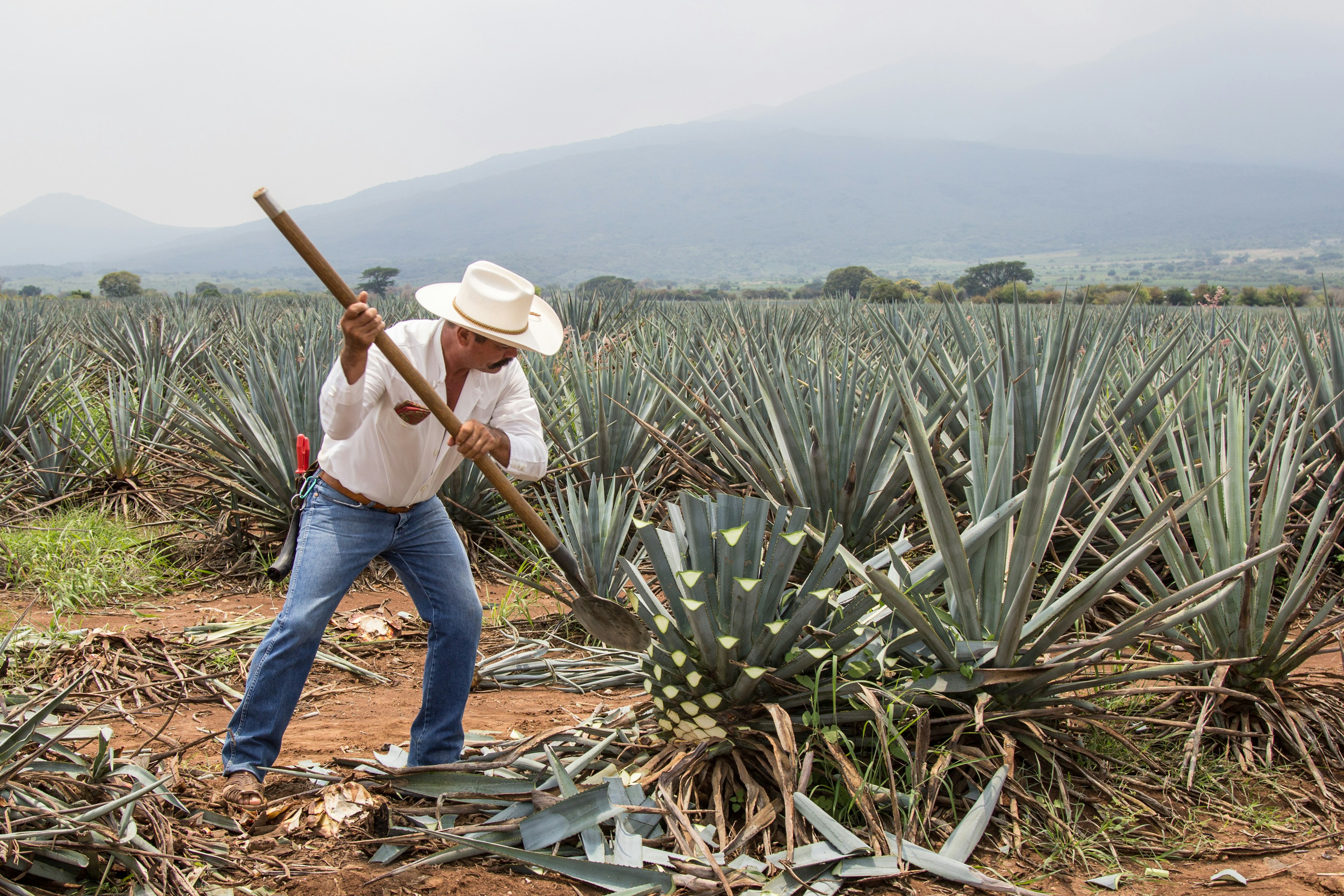 Jimador or Mexican farmer, skilled at harvesting agave for tequila on an gave plantation, Tequila, Jalisco, Mexico. Heavy, manual work, chopping the leaves from the body of the plant.