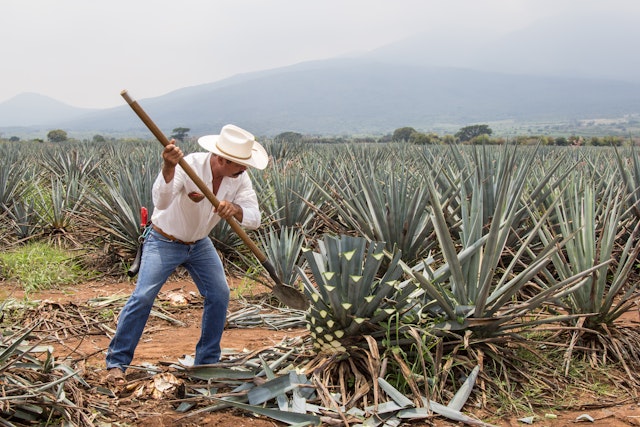 Jimador or Mexican farmer, skilled at harvesting agave for tequila on an gave plantation, Tequila, Jalisco, Mexico. Heavy, manual work, chopping the leaves from the body of the plant.