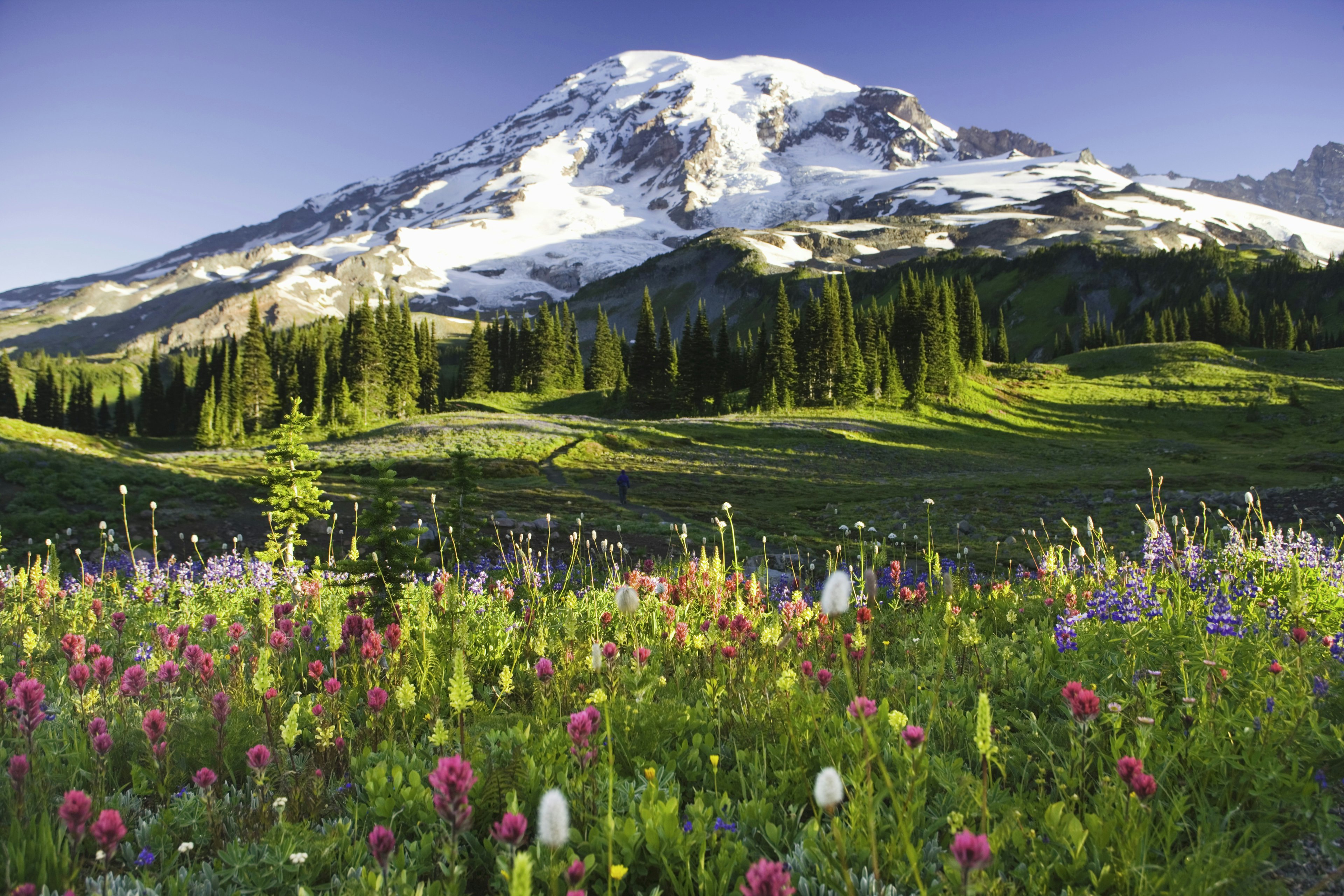 Colorful wildflowers cover a field with a mountain in the distance