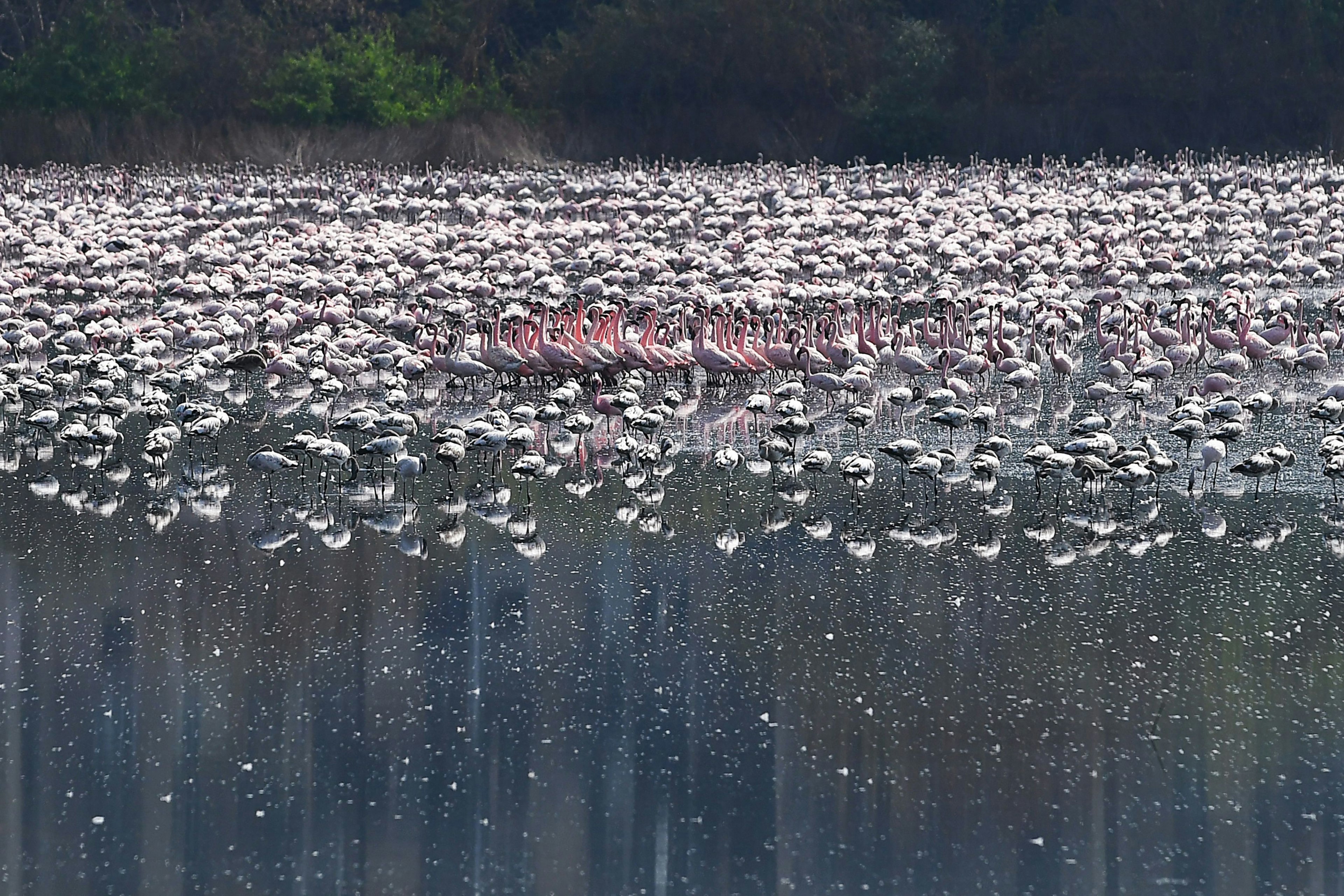 Flamingos are seen in a pond in India during a government-imposed nationwide