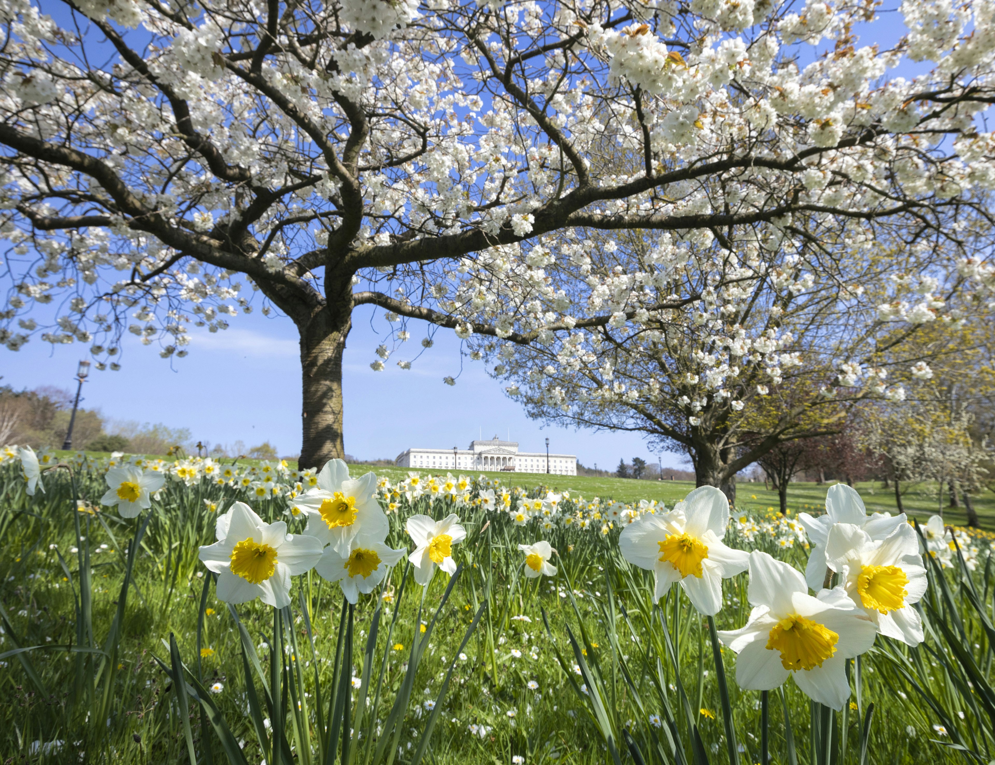 White and yellow daffodils and a blossoming tree sit in the foreground of Stormont Park with the Stormont building seen in the background