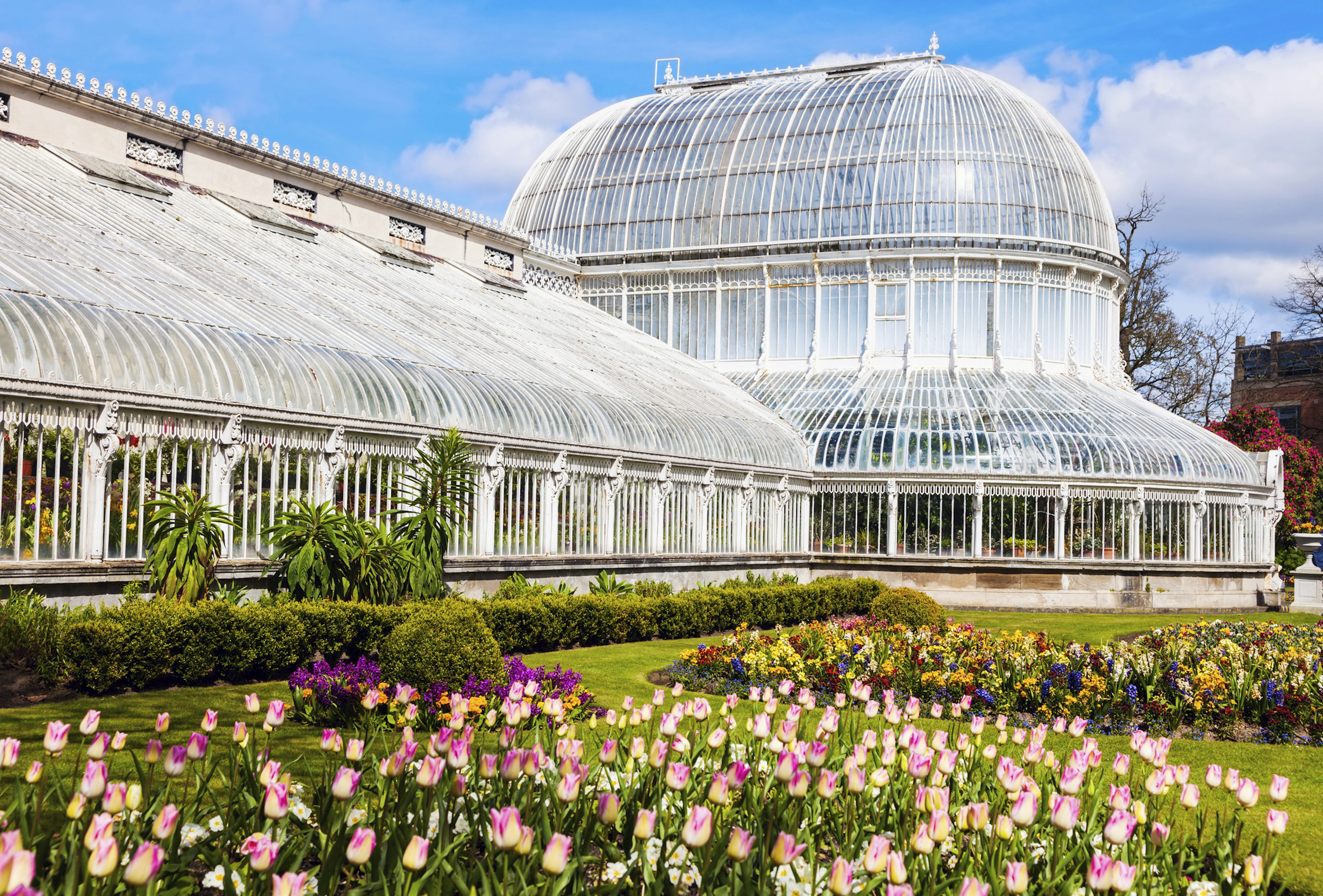 Pink and white tulips outside the 19th-century Palm House glasshouse in Belfast twinkle in the bright summer sun