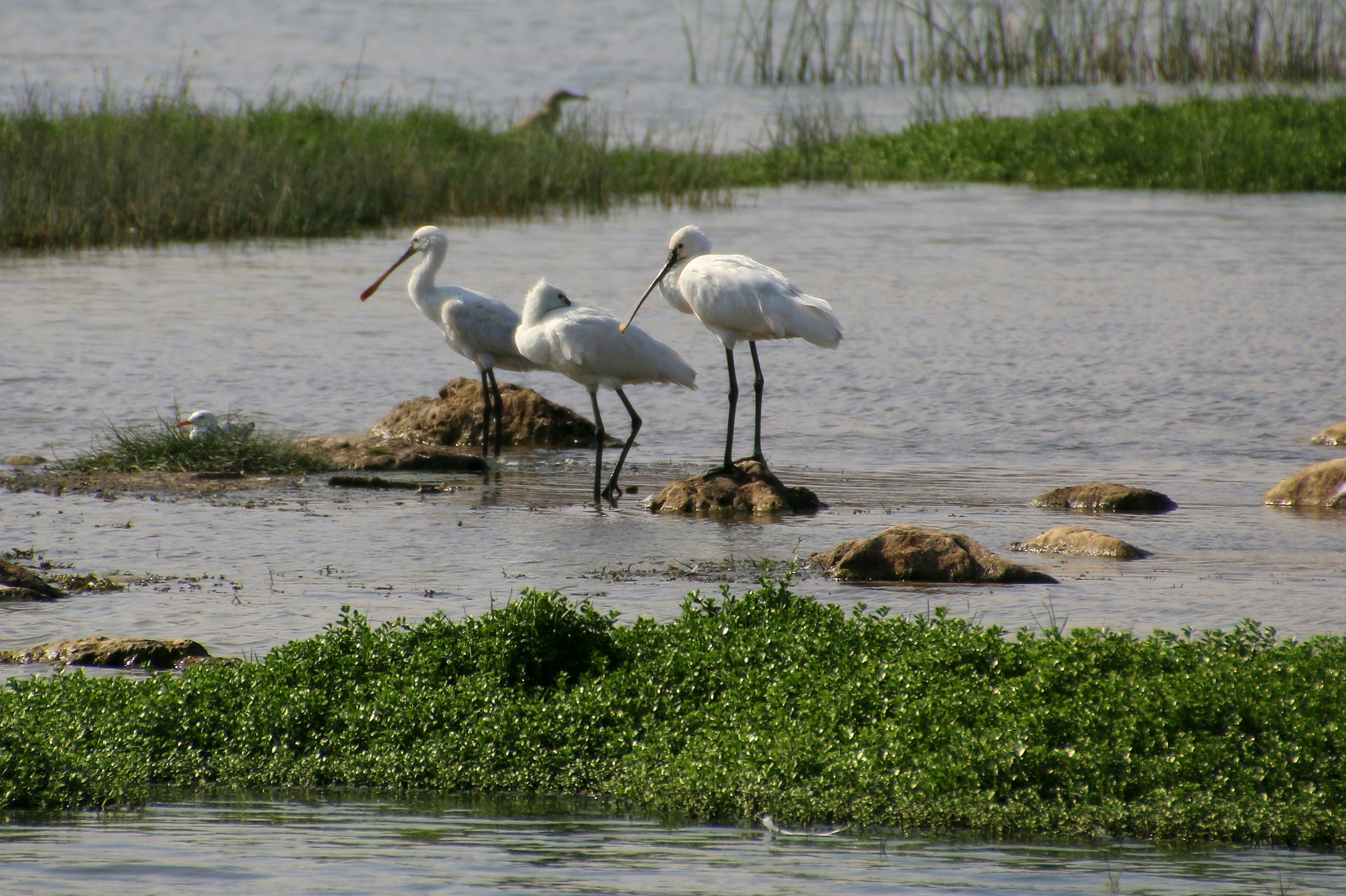 A trio of spoonbills standing in the water in Khor Rori nature reserve, Oman