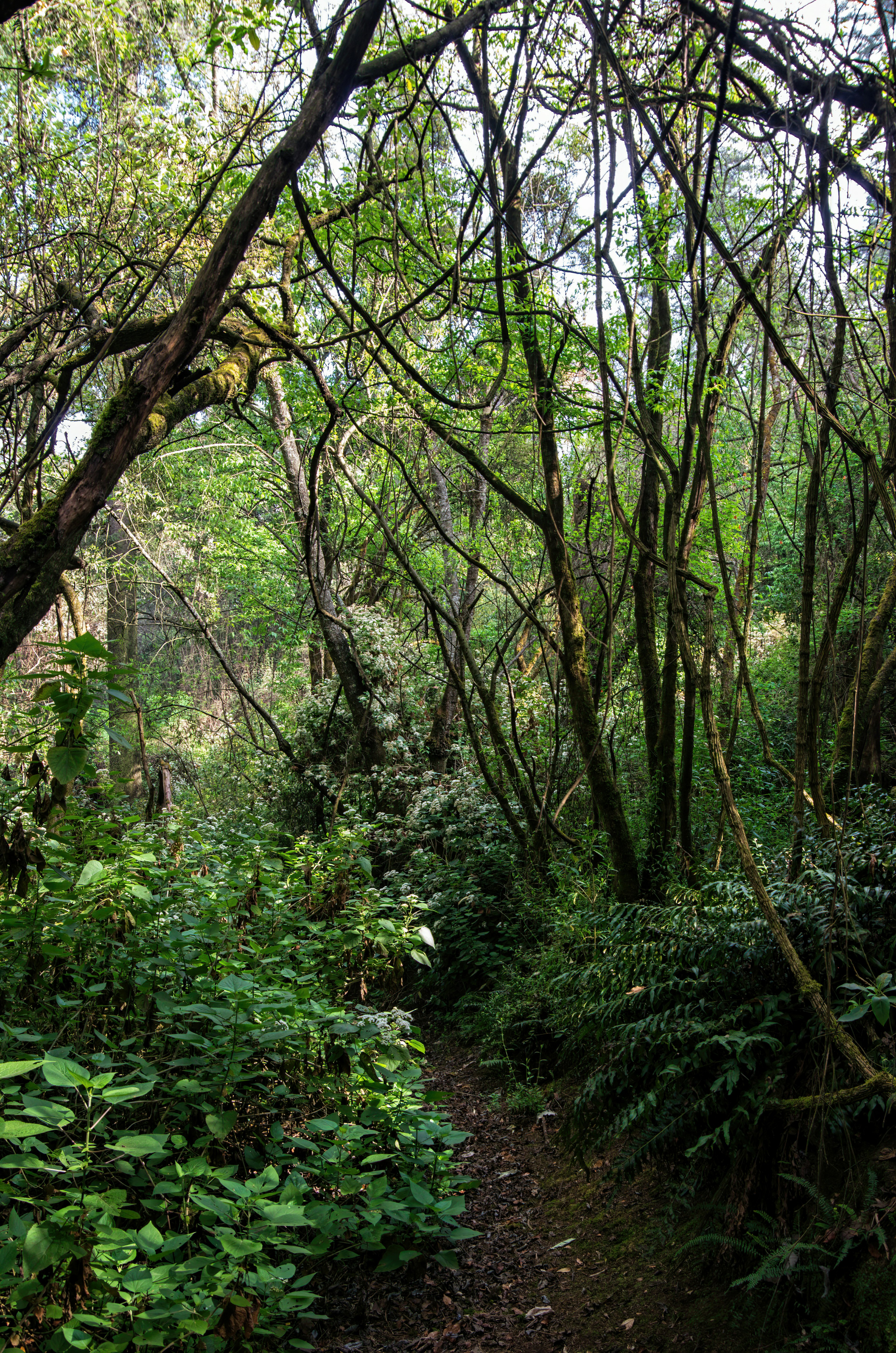 Overgrown dirt walking track in Parque Nacional Desierto de los Leones, Mexico