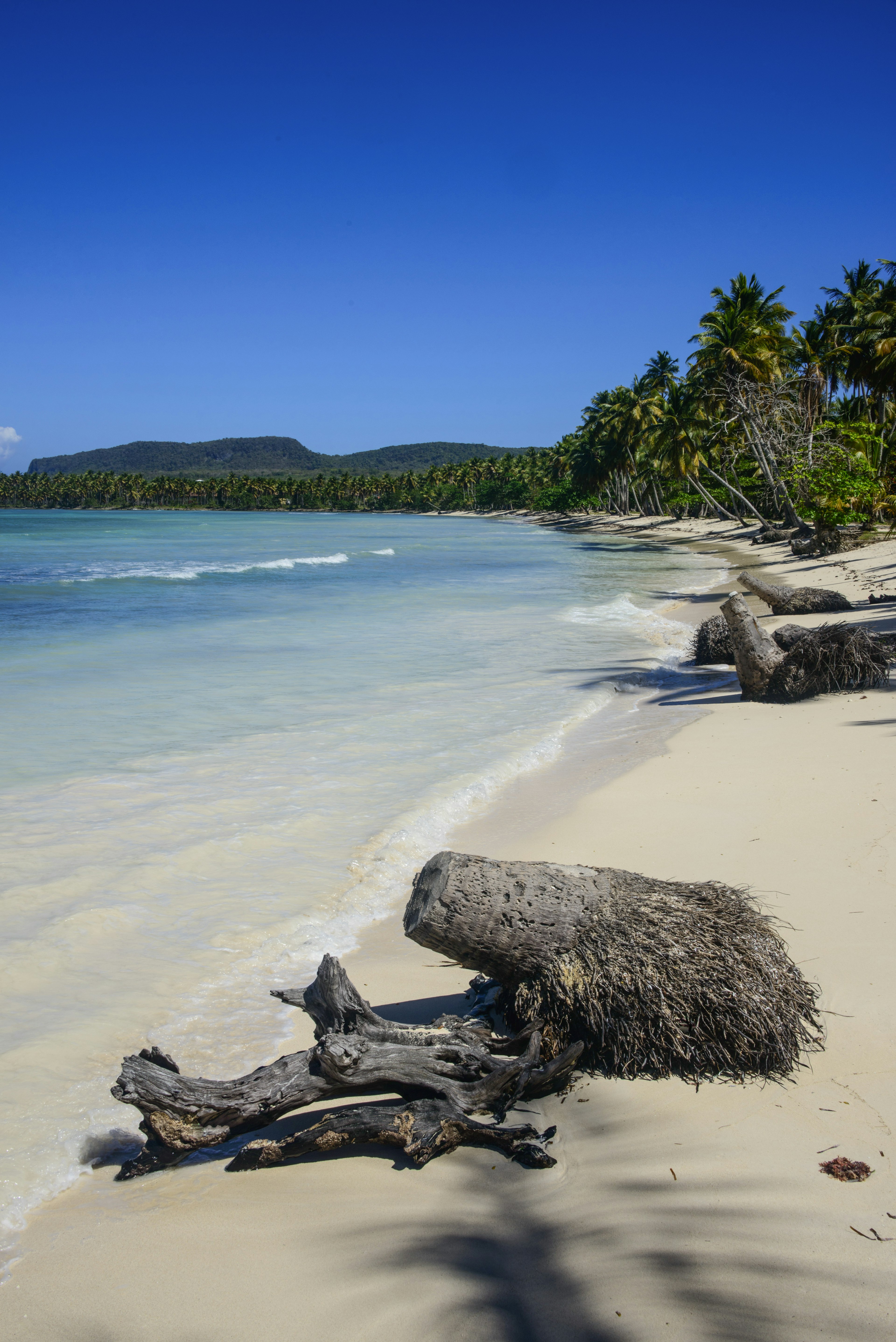 Waves lap on a light brown sandy beach. There are two chunks of trees laying on the beach.