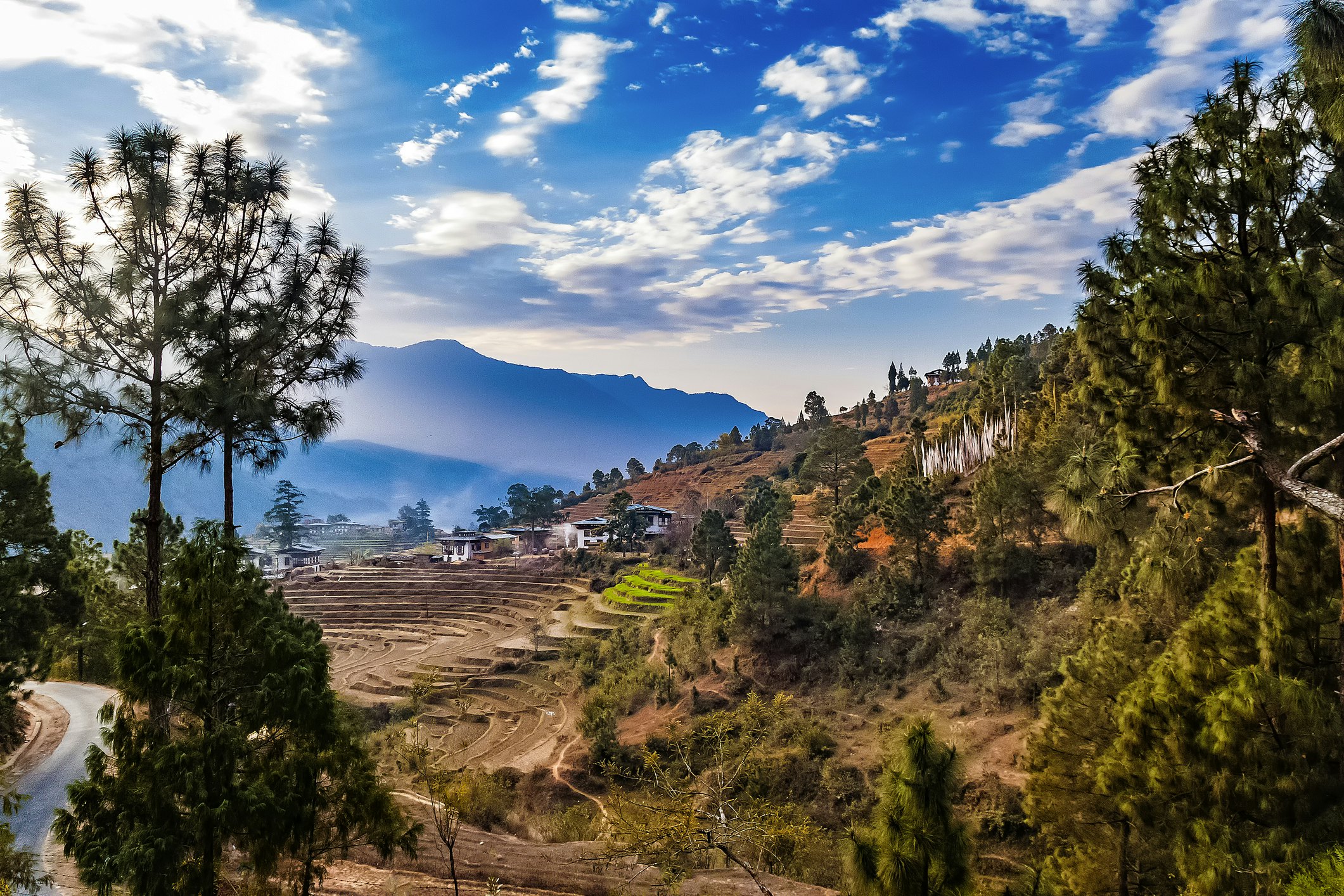 Terraced rice farming in Punakha, Bhutan