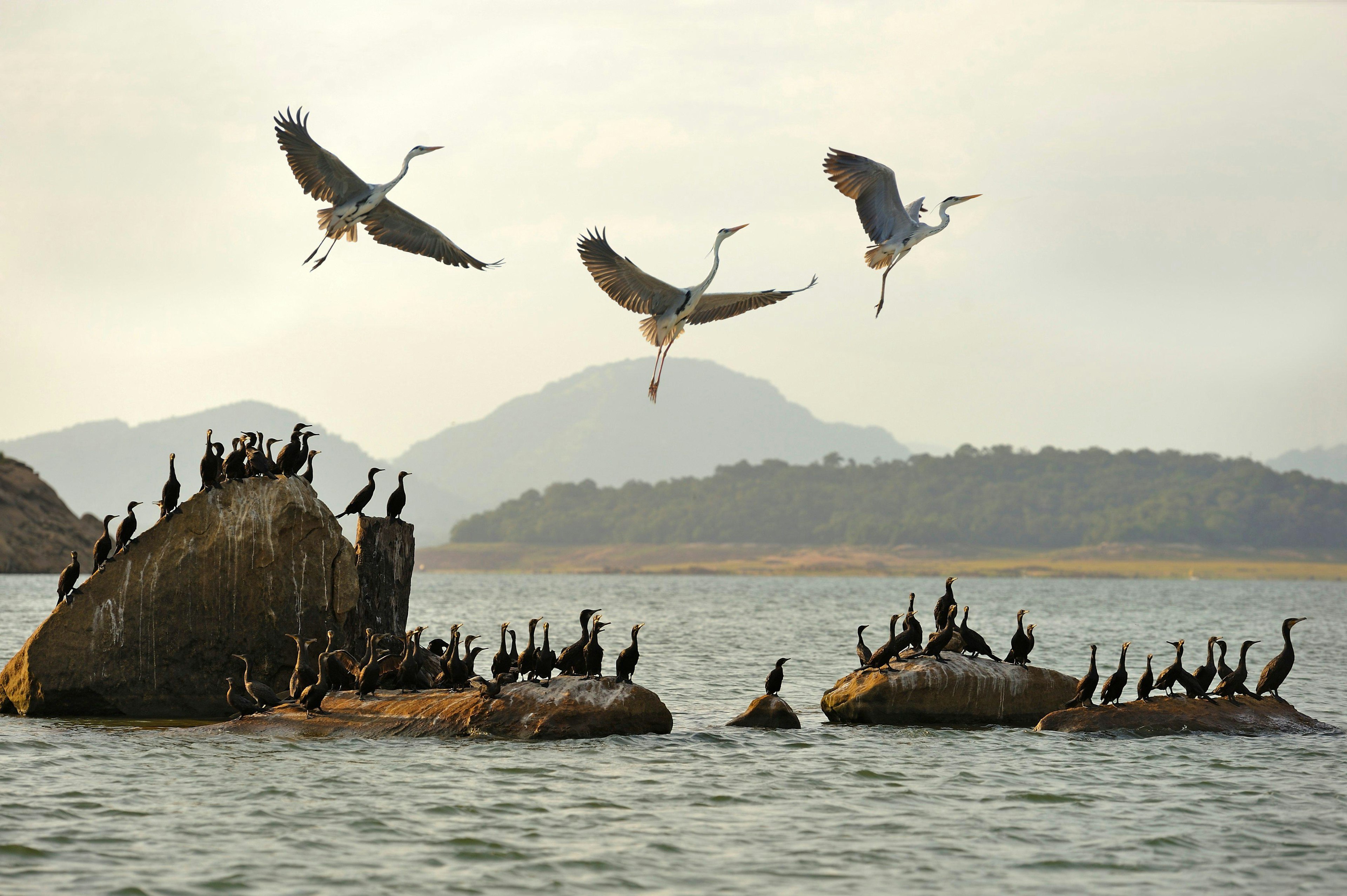 Indian cormorant (Phalacrocorax fuscicollis) and grey heron (Ardea cinerea), Senanayake Samudraya Lake, Gal Oya National Park, Sri Lanka, Indian