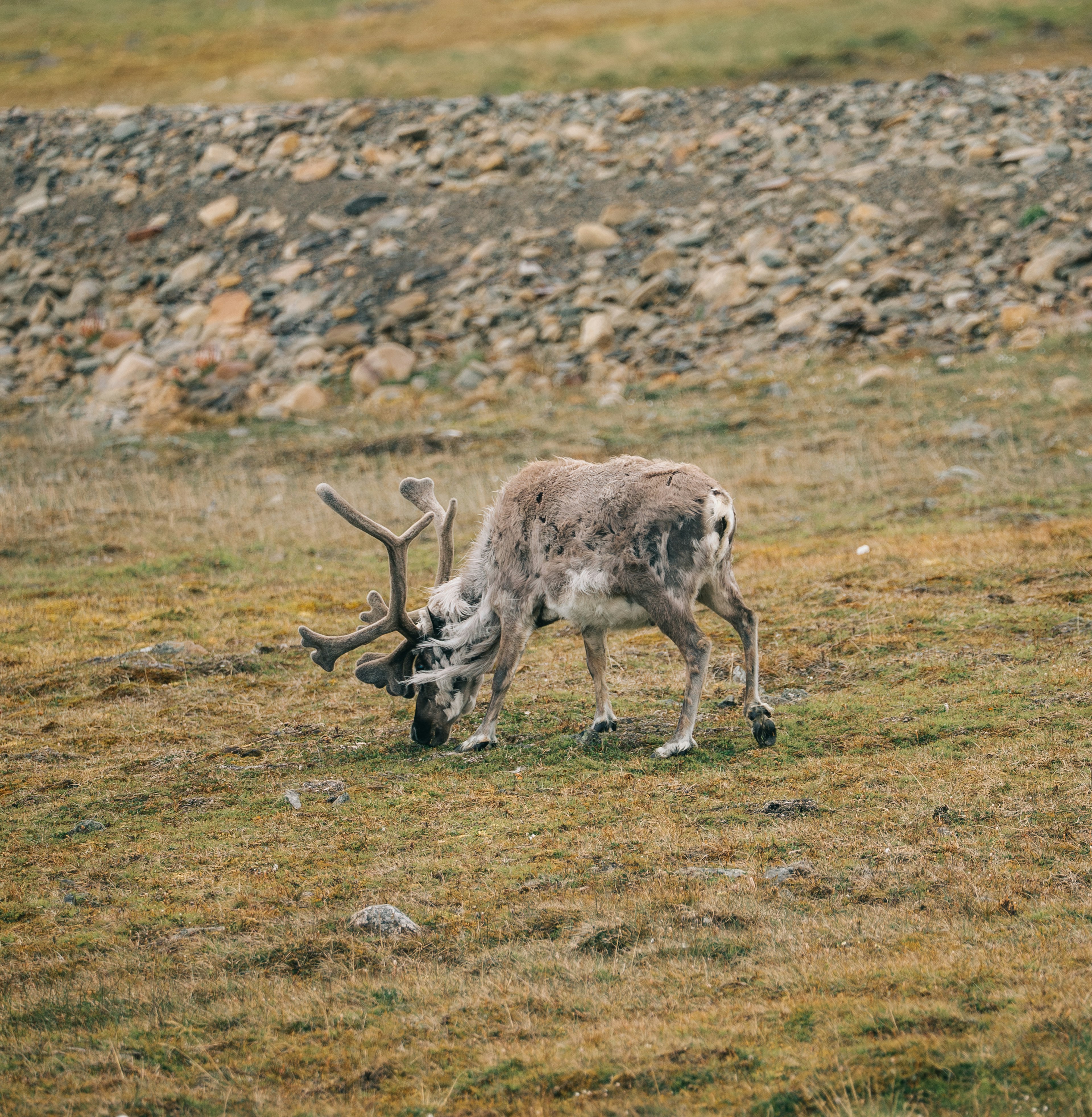 A reindeer in Svalbard