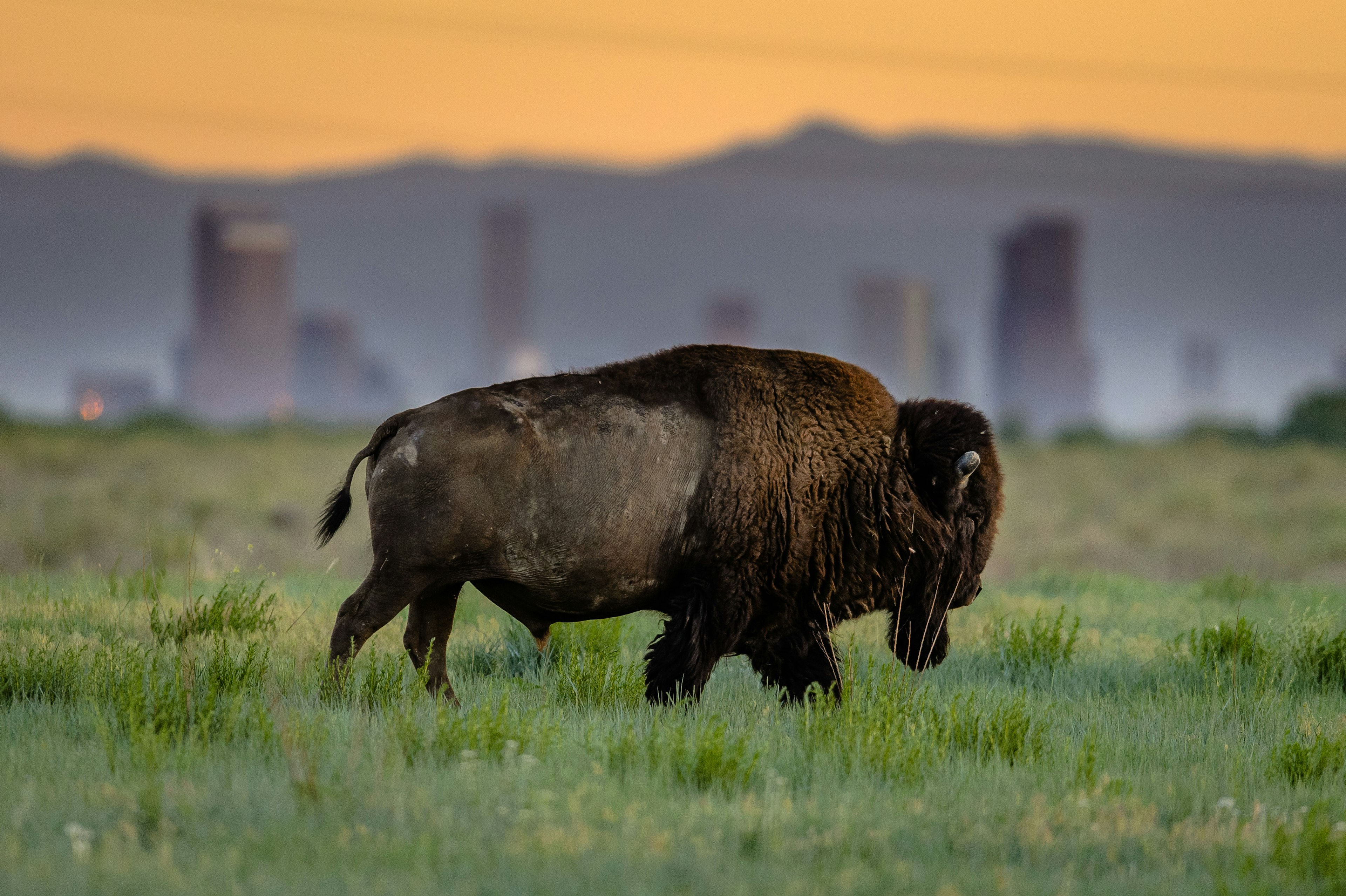 Colorado Bison