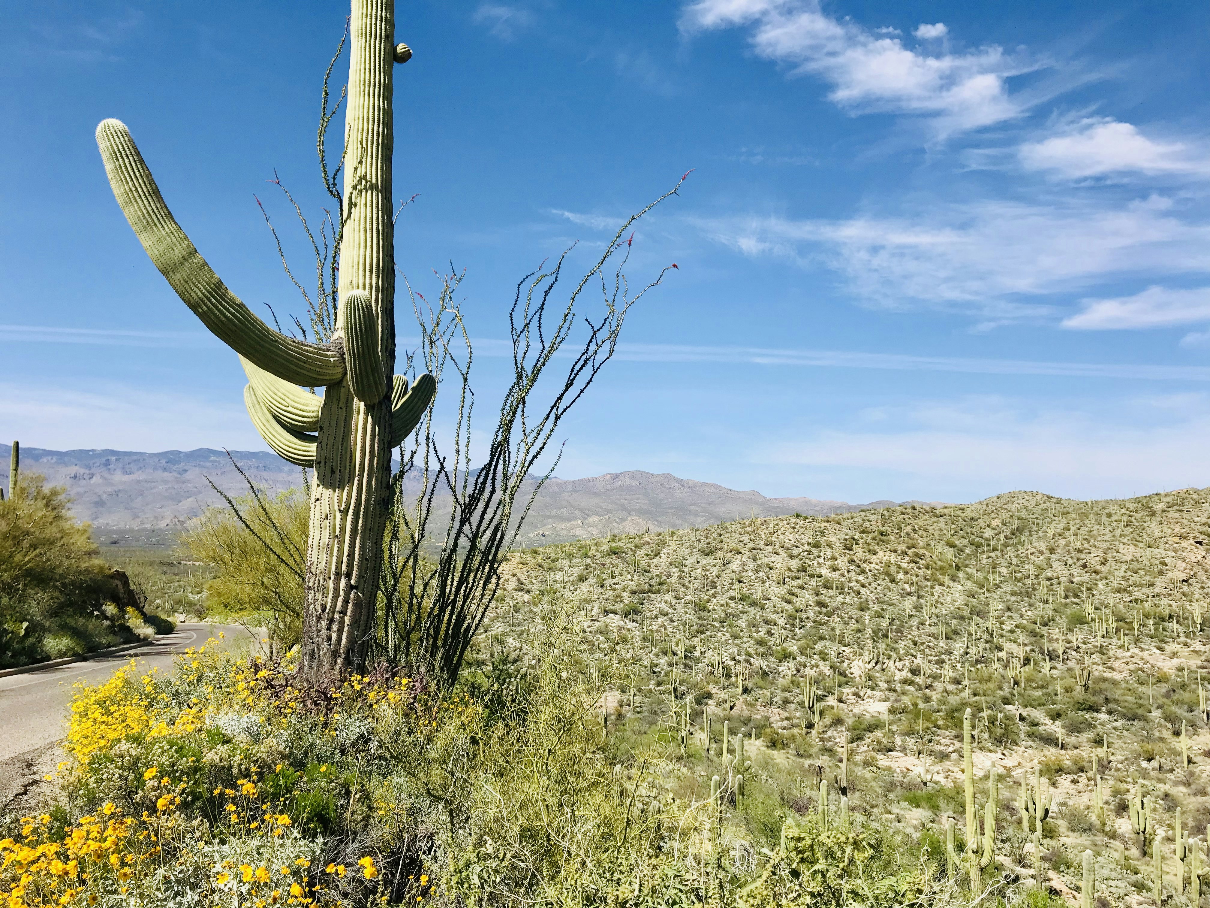 Saguaro National Park East District.jpeg