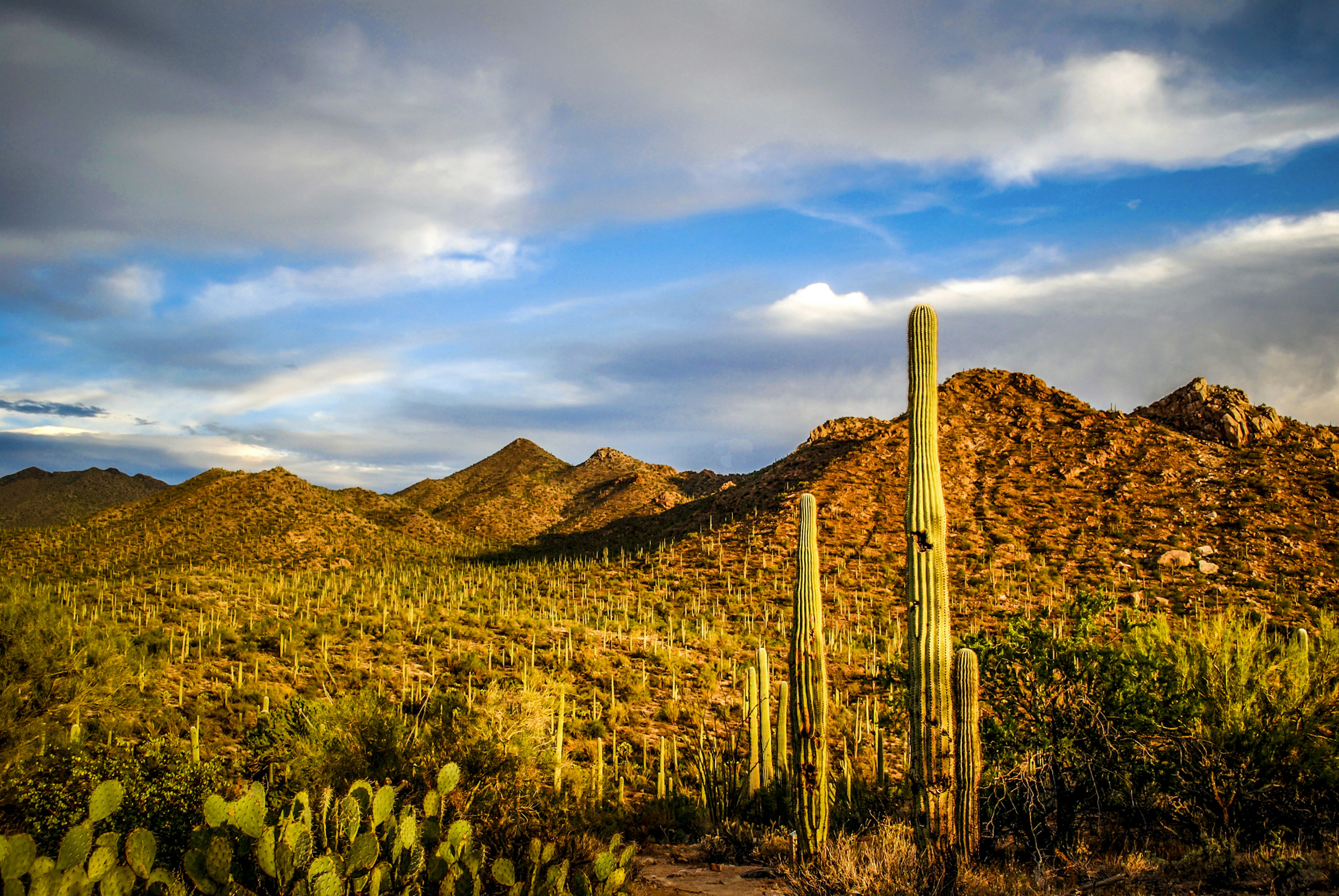 Cacti bathed in a golden evening light at Saguaro National Park in Arizona