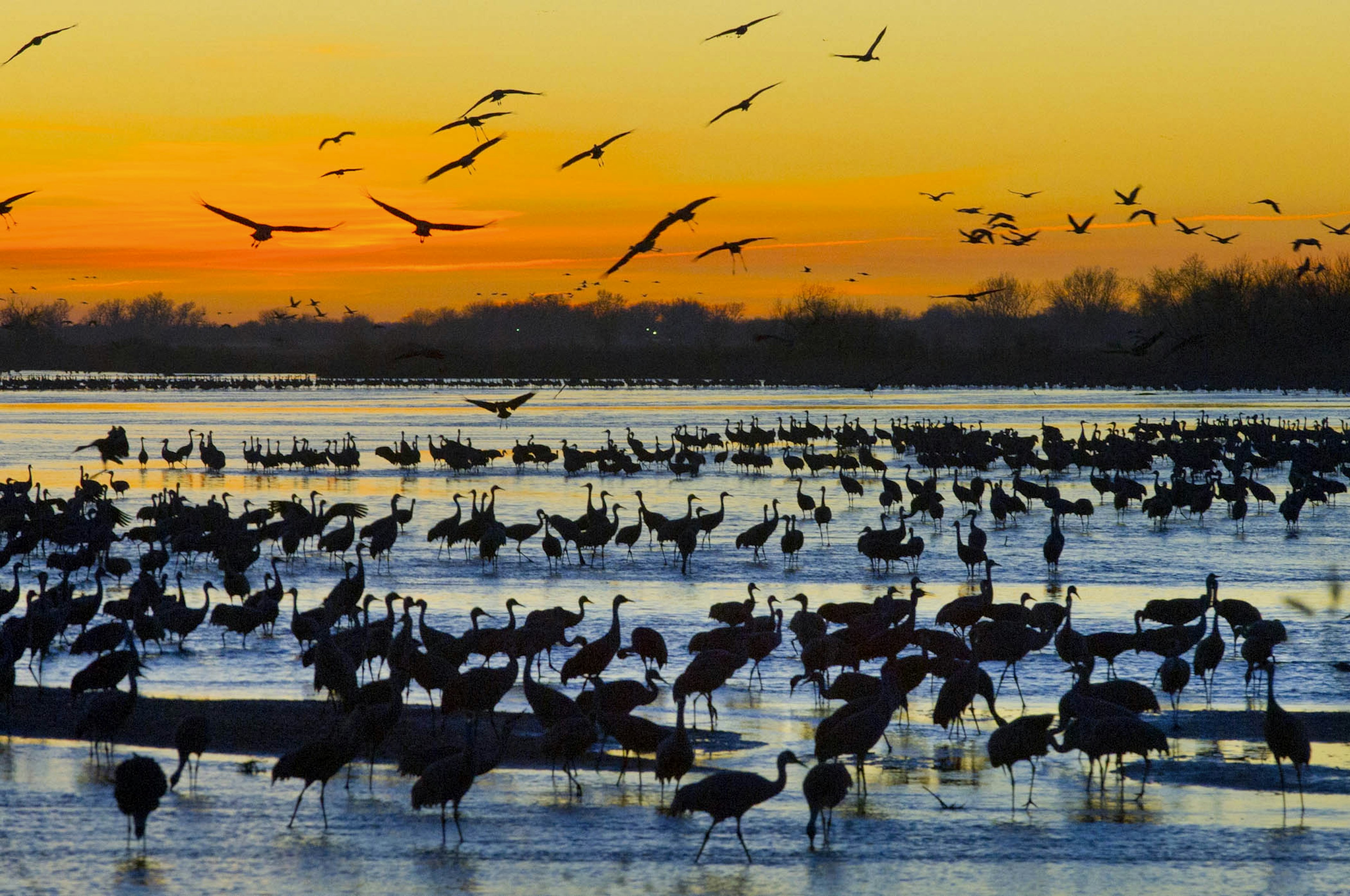 Sandhill Cranes Migration