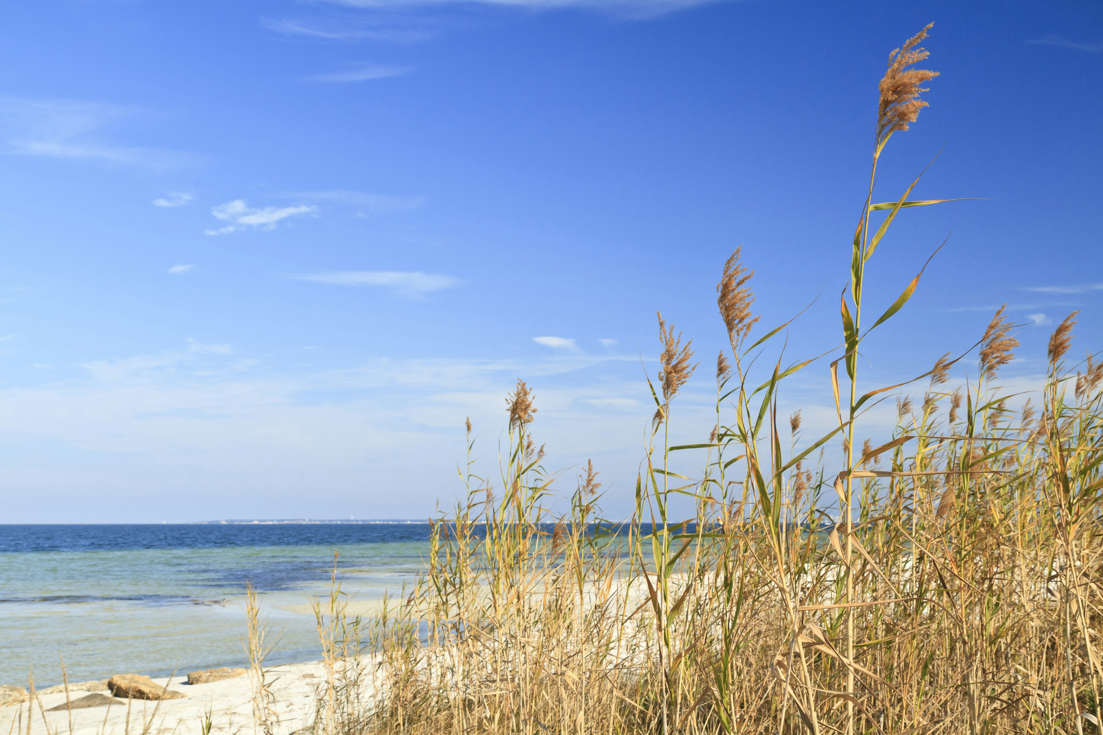 Sea Oats and Blue Sky