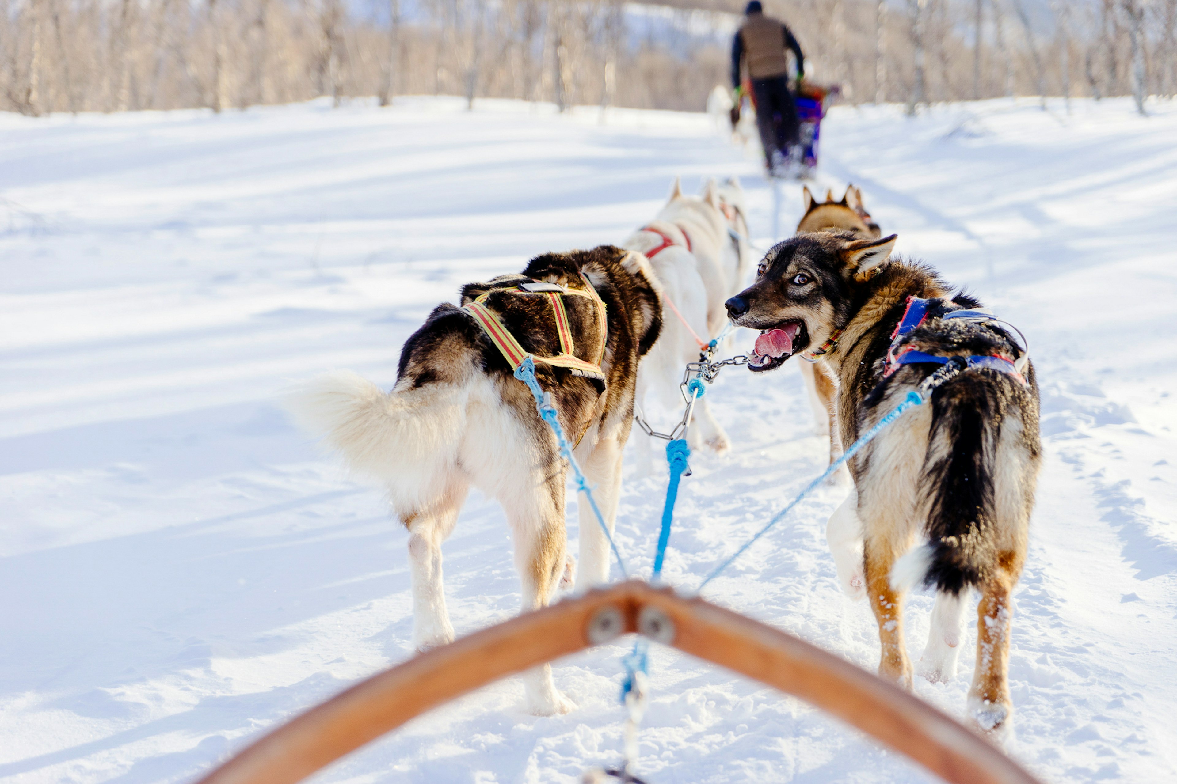 Sledding Husky Having Fun