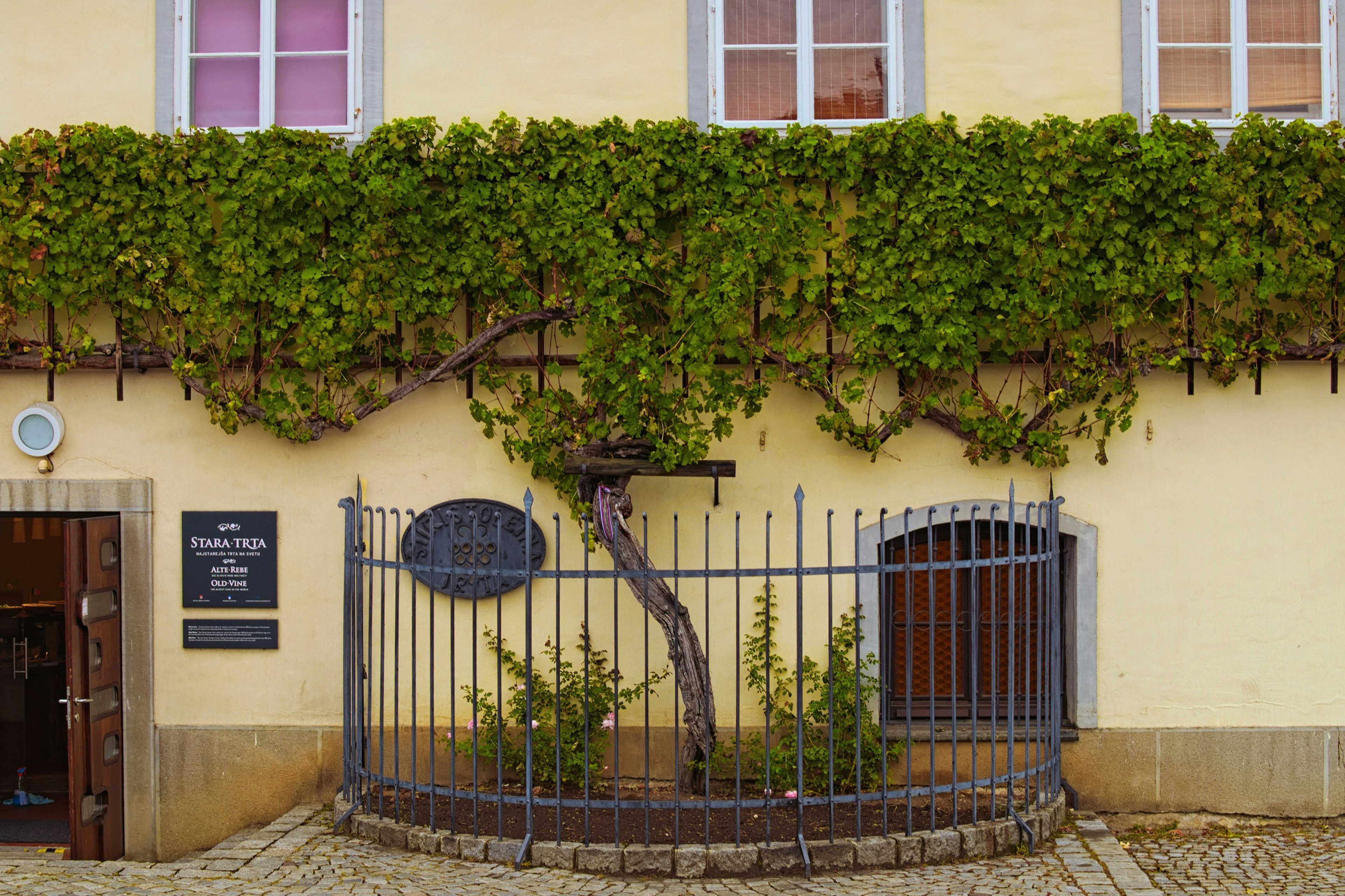 Maribor,,Slovenia-september,24,,2019:,The,Oldest,Vine,In,The,World