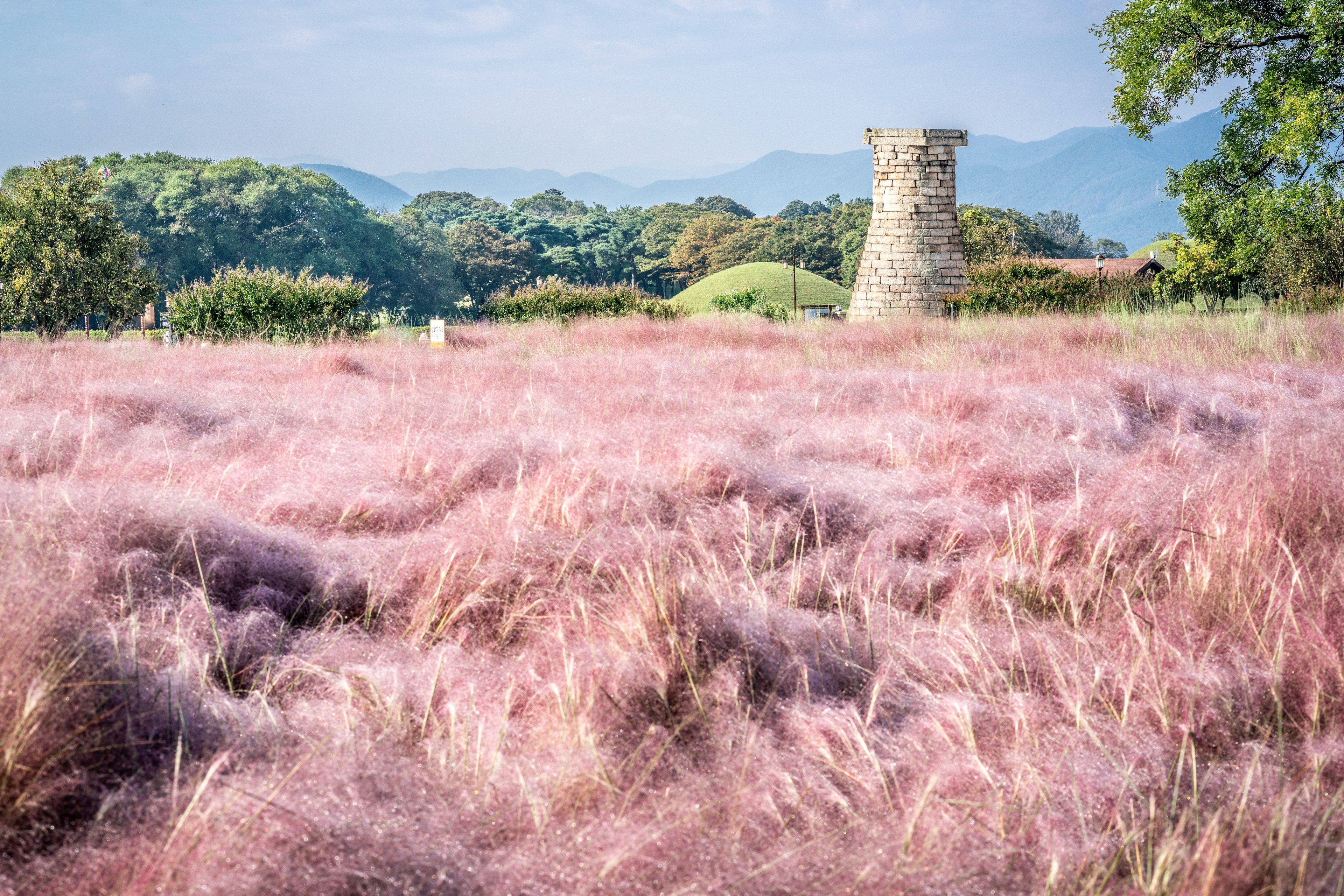 Muhly grass in flower at Cheomseongdae ancient observatory