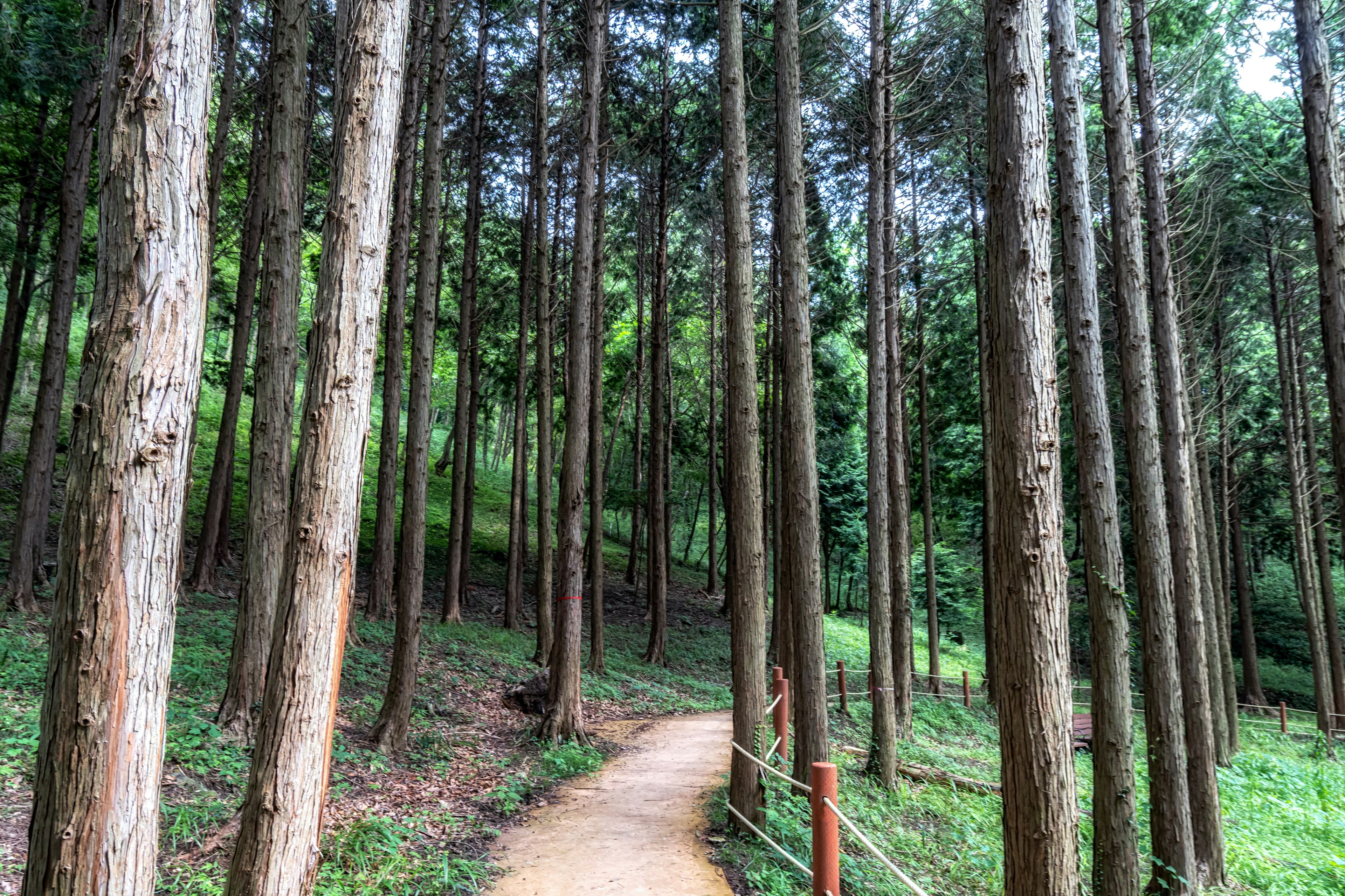 View of the Mujangye forest trail and hinoki cypress trees in Jindo, South Korea