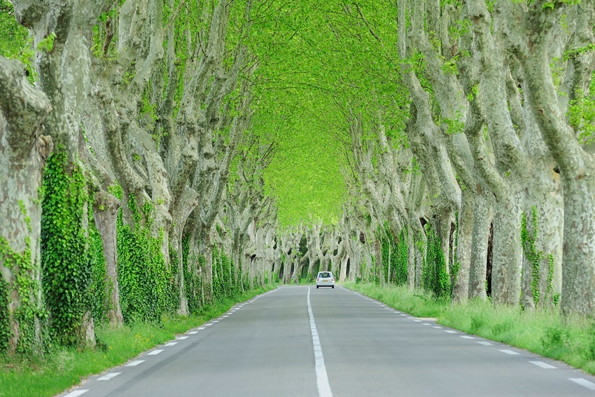 Tall green trees flank a single-lane road in the South of France