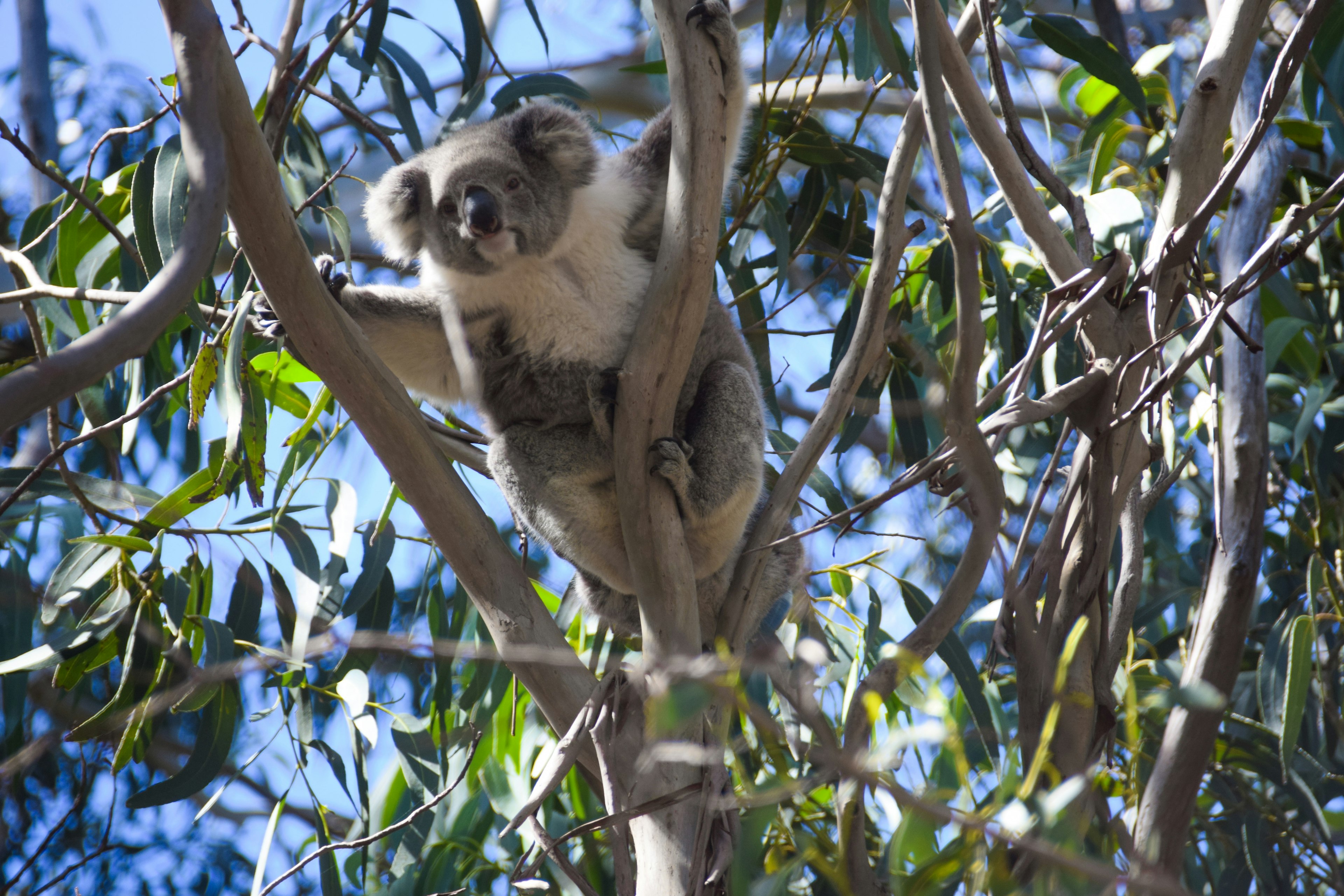 A koala in a tree