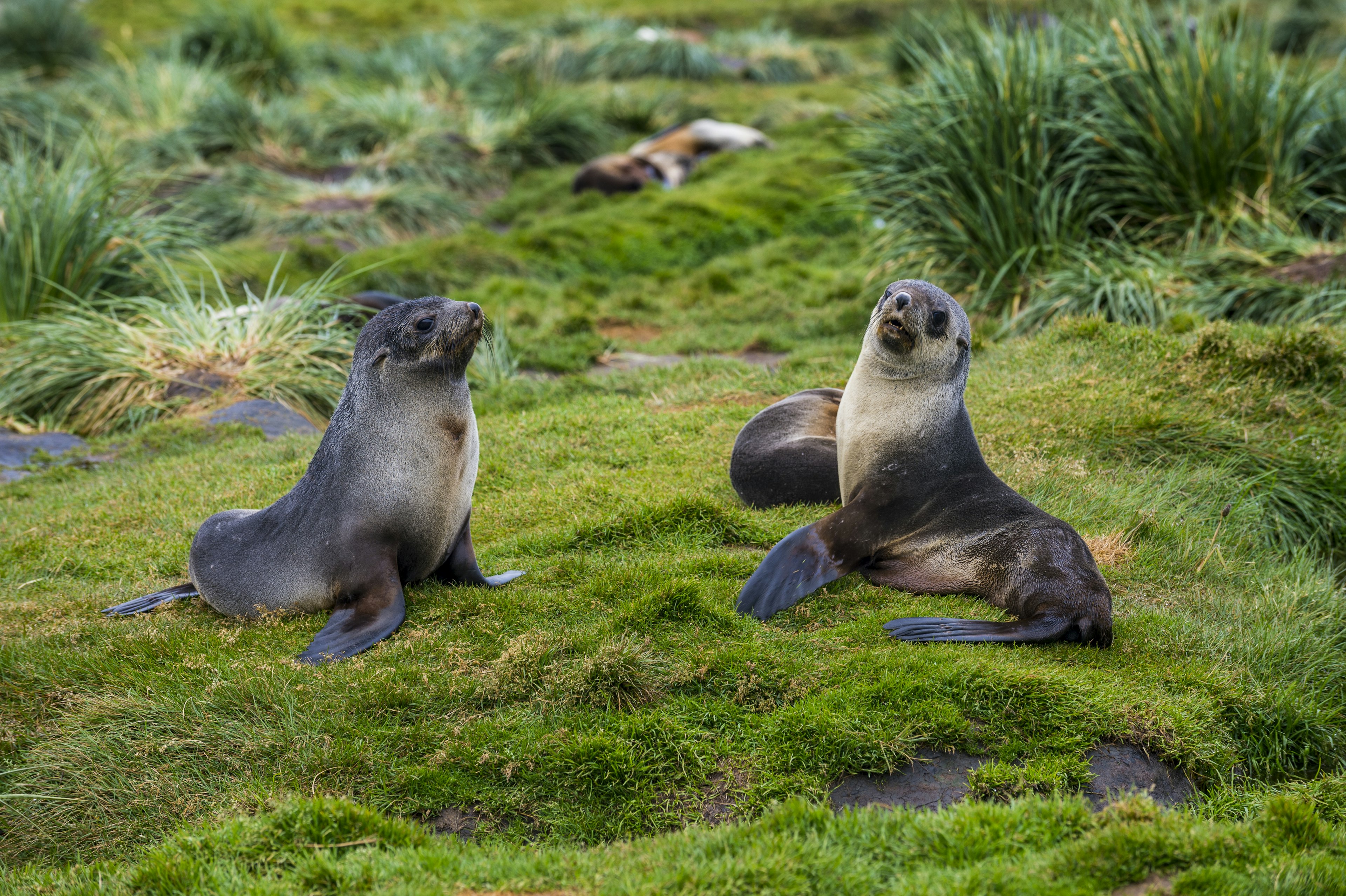 Two Antarctic fur seals (Arctocephalus gazella) sitting on grass