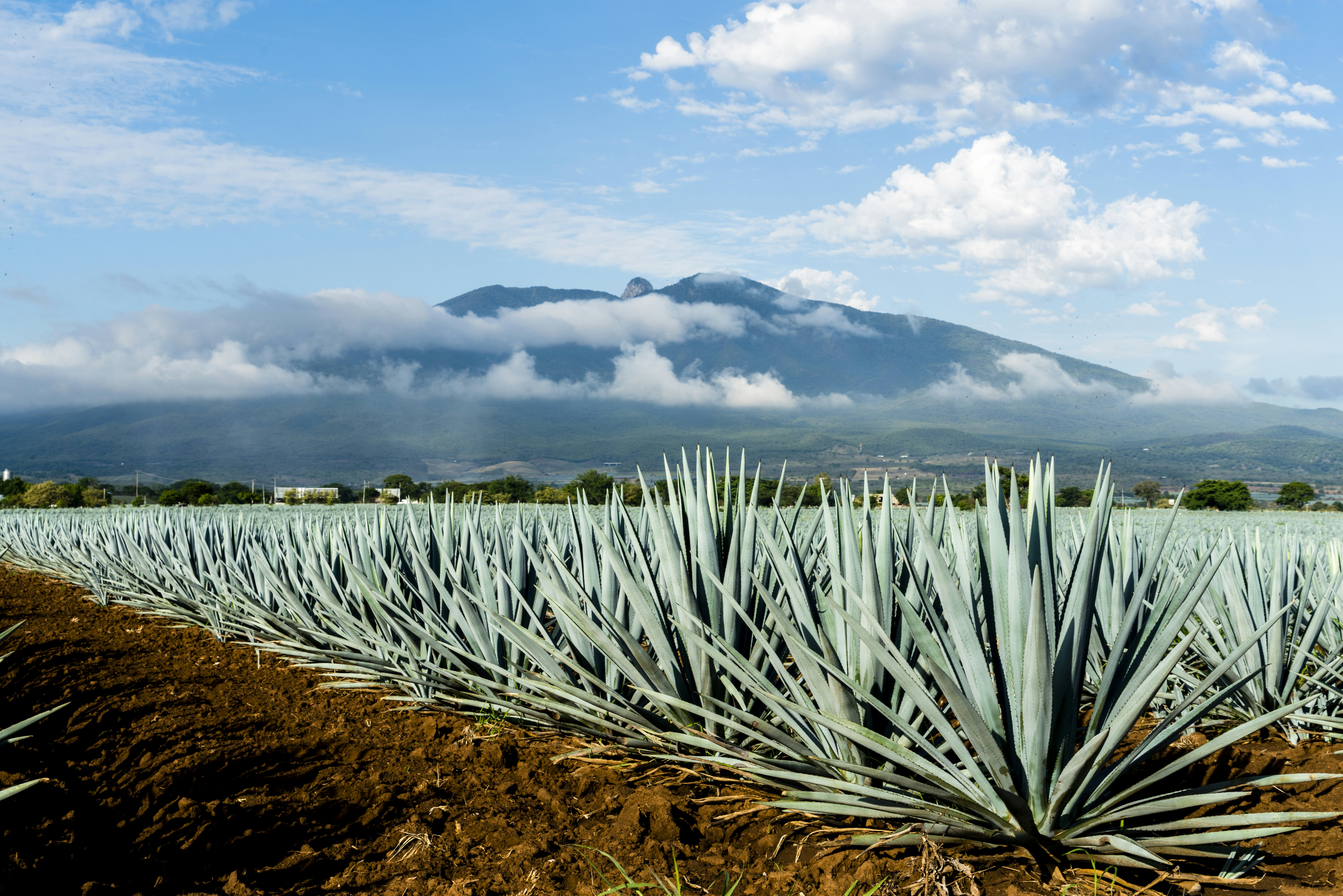 A field of Blue Agave in Jalisco, Mexico