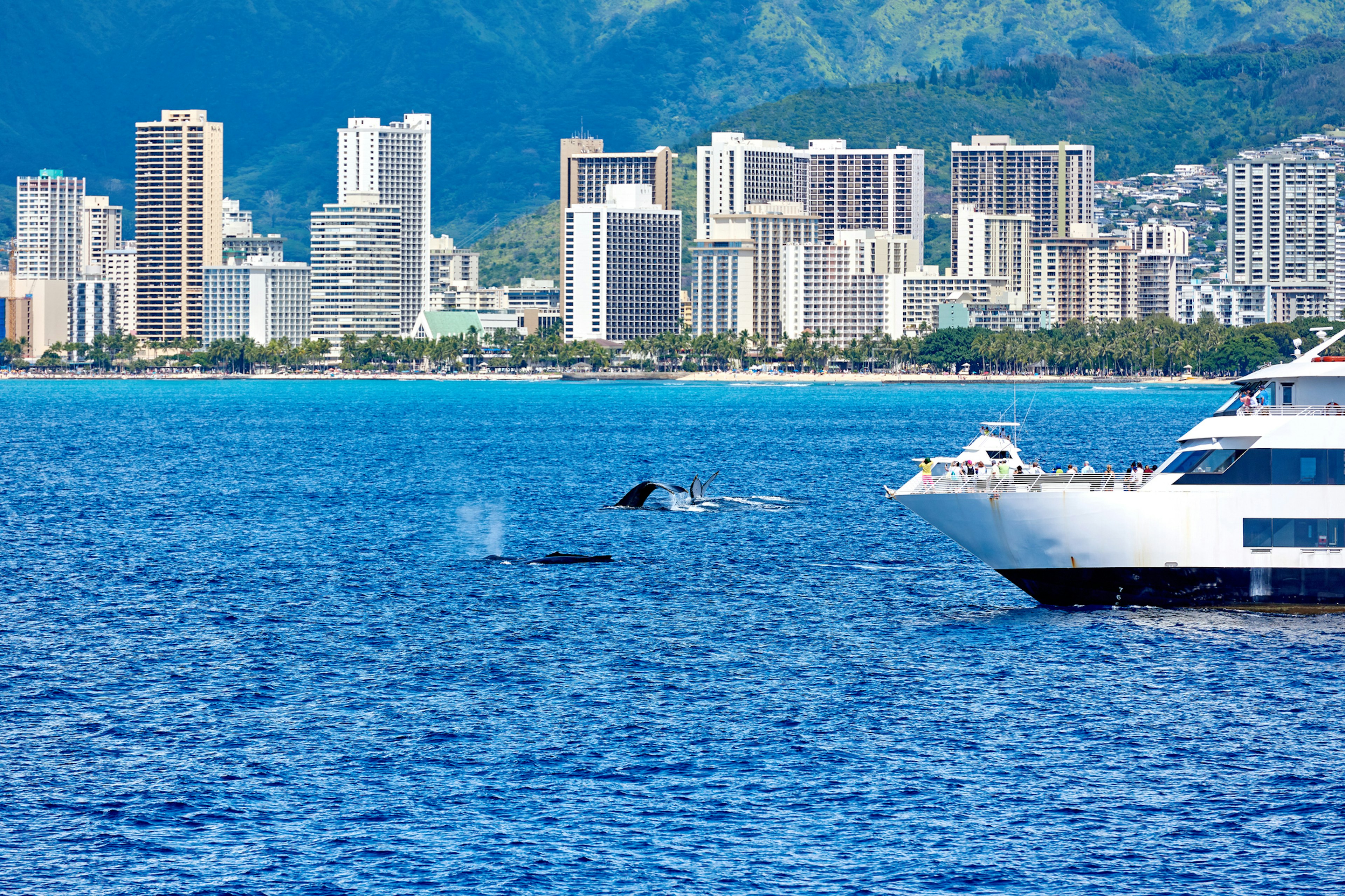 Two whales breach out of the water near a white tour boat. High-rise buildings line the coast in the background