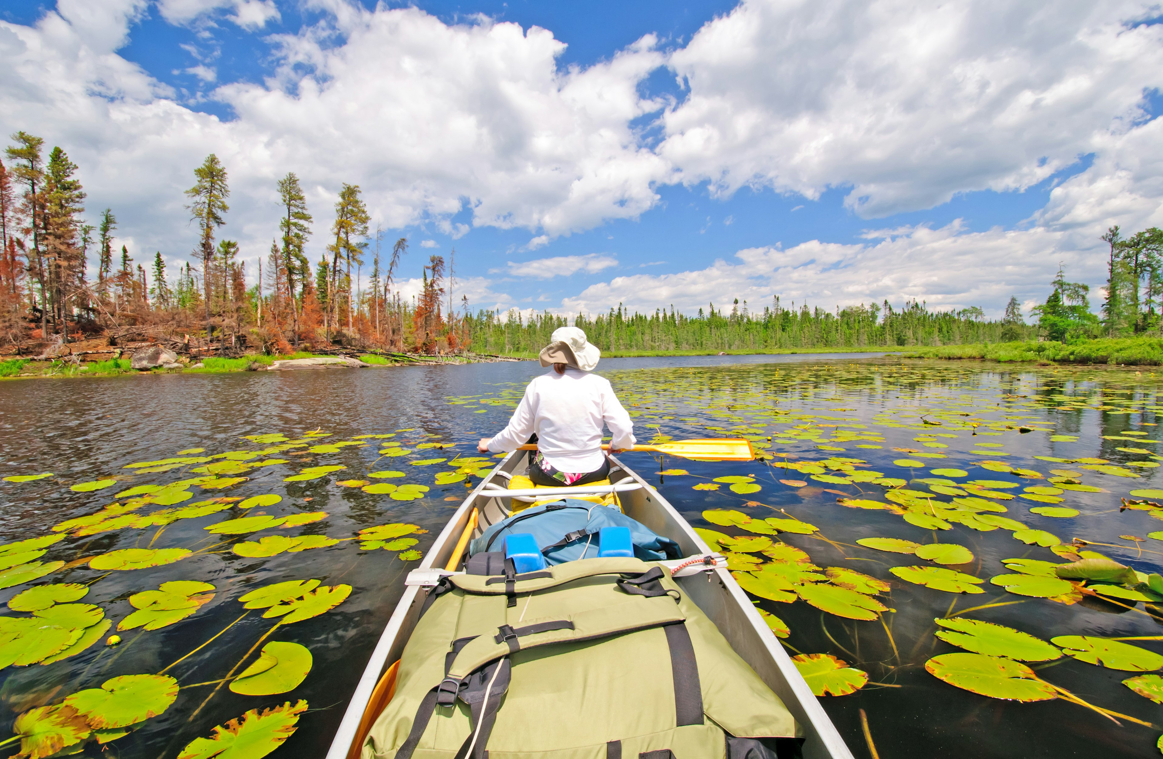 A shot from a canoe with a person dressed in white at the front. The canoe is on a lake dotted with large green waterlillies and surrounded by woodland