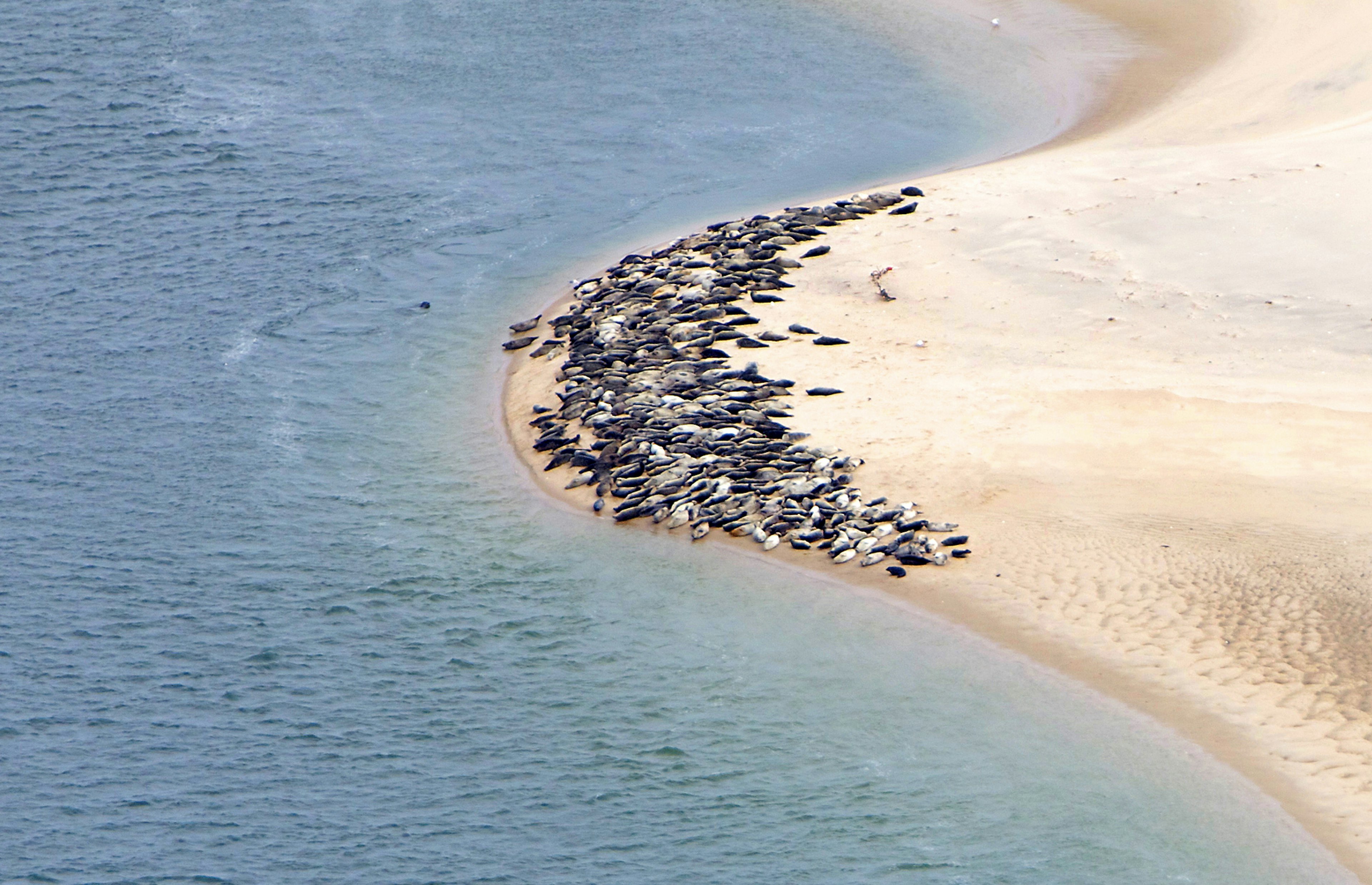 Gray and harbor seals gather in a huge pile of bodies on the edge of the water on Monomoy IslandHauled Out Aerial