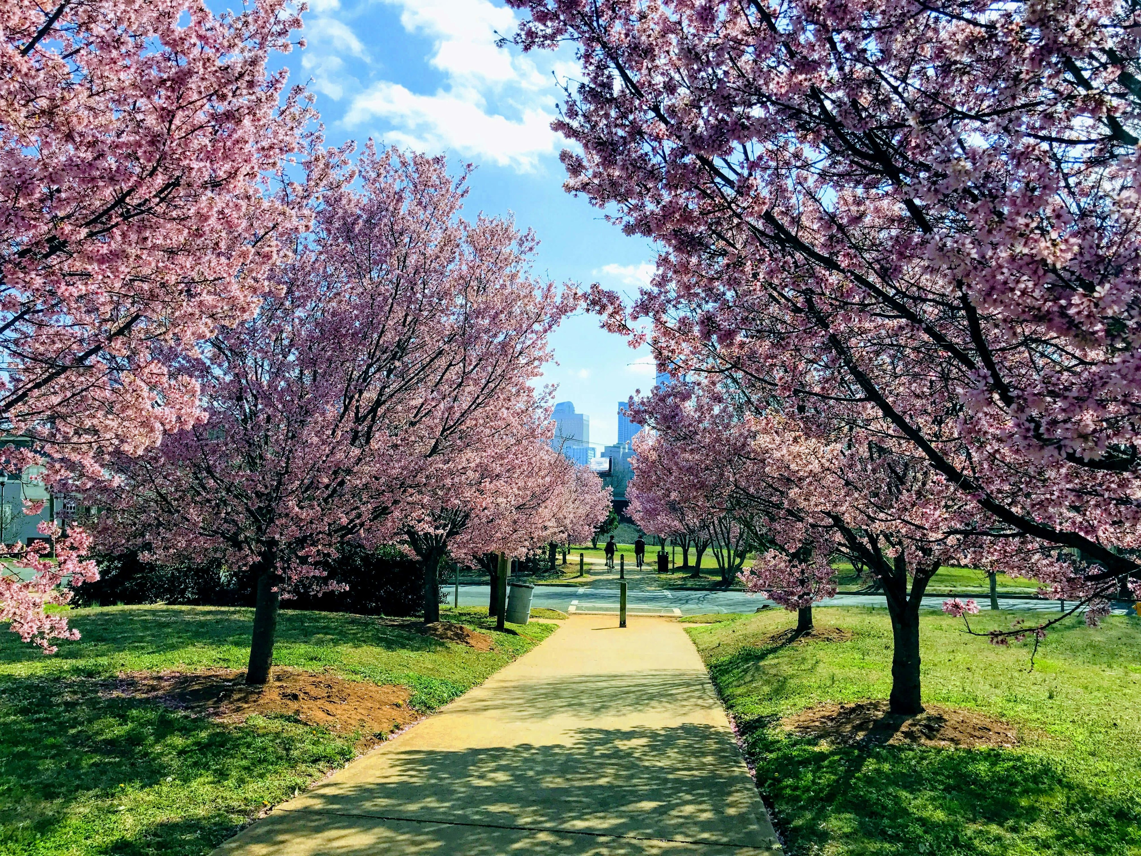 People cycling between blooming trees on Irwin Creek Greenway in Charlotte, North Carolina