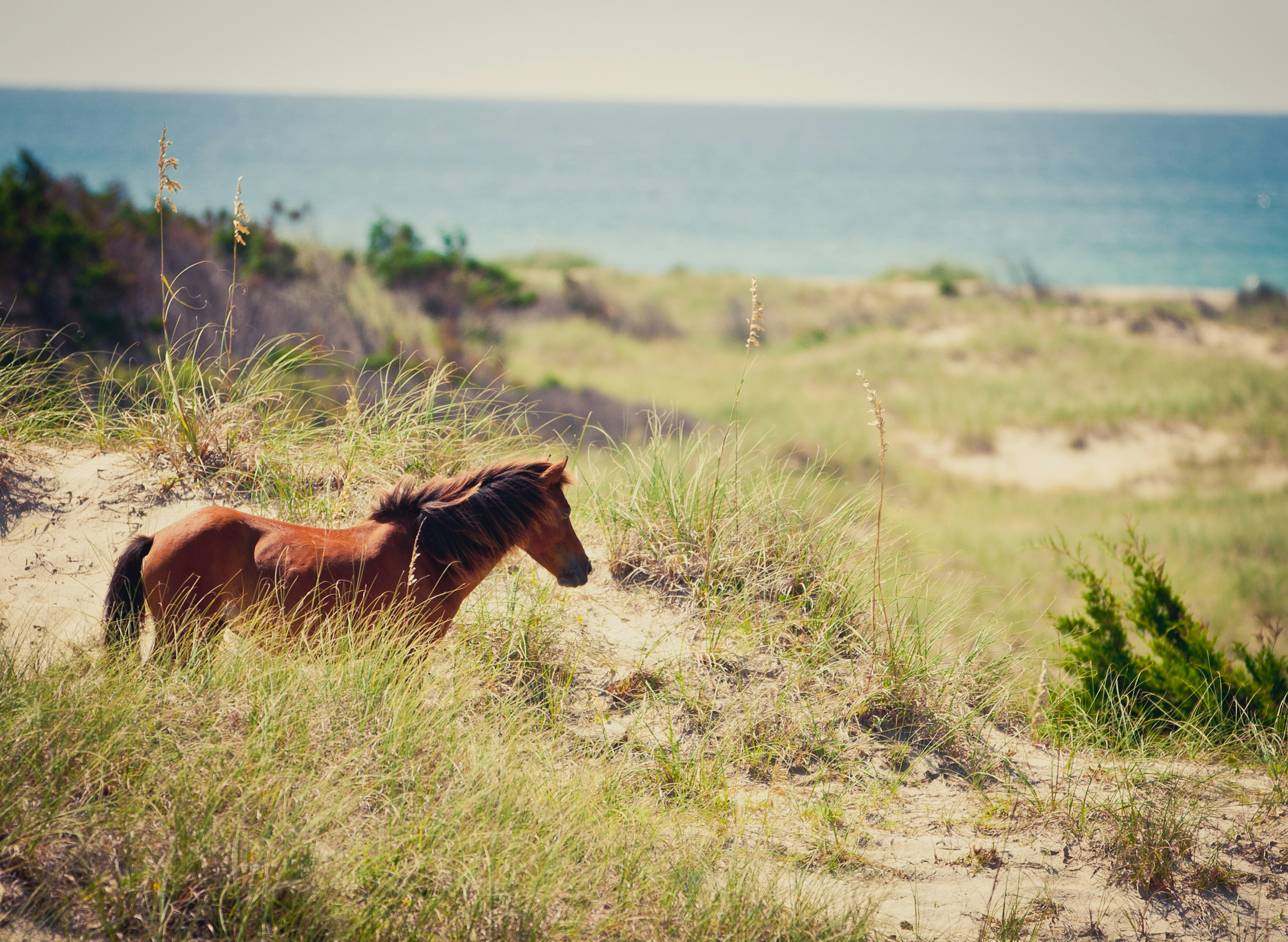 Wild horse in the dunes at Shackleford Banks, North Carolina