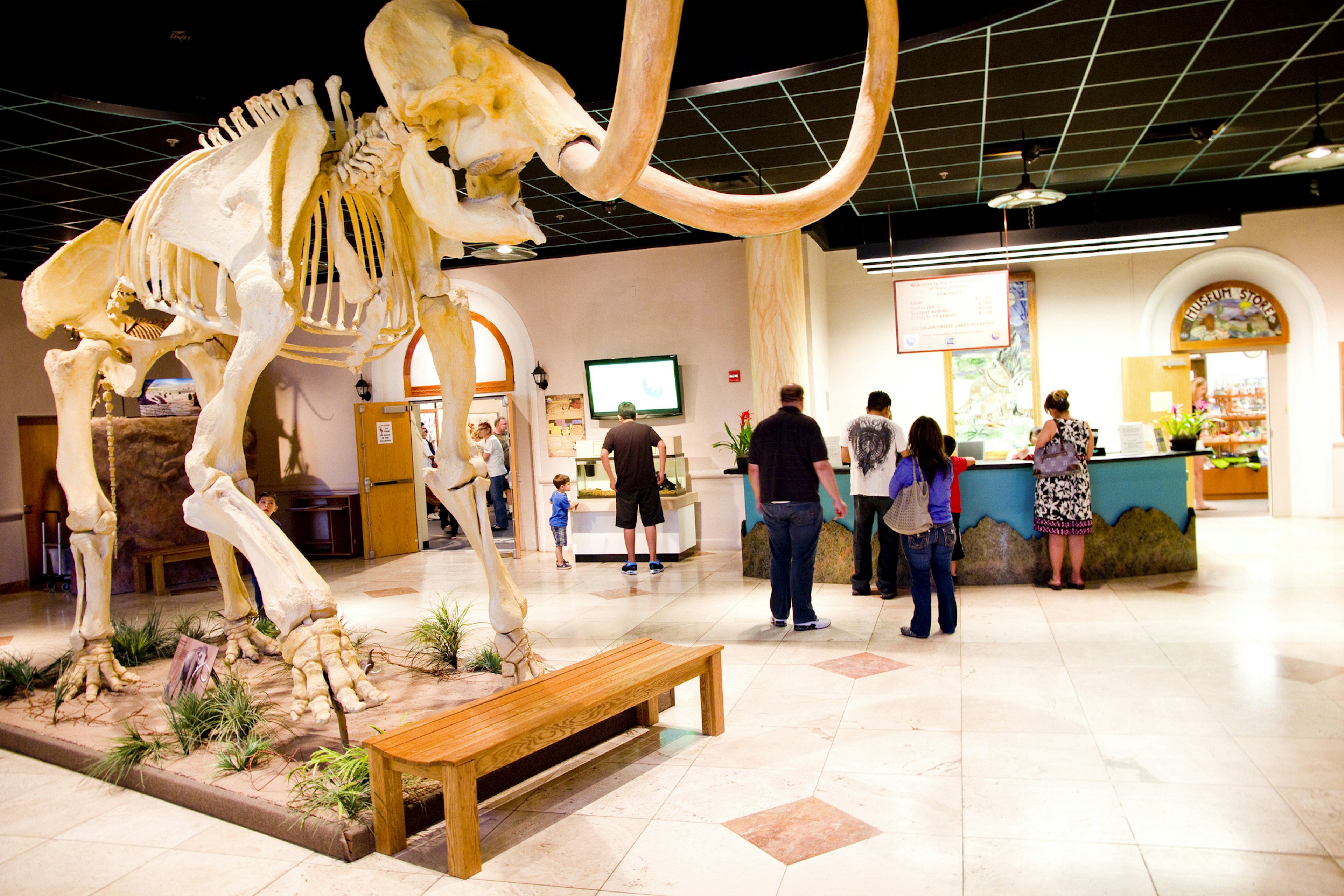 A mammoth skeleton stands on display at the Arizona Museum of Natural History, in Mesa, Arizona with visitors milling about in the background