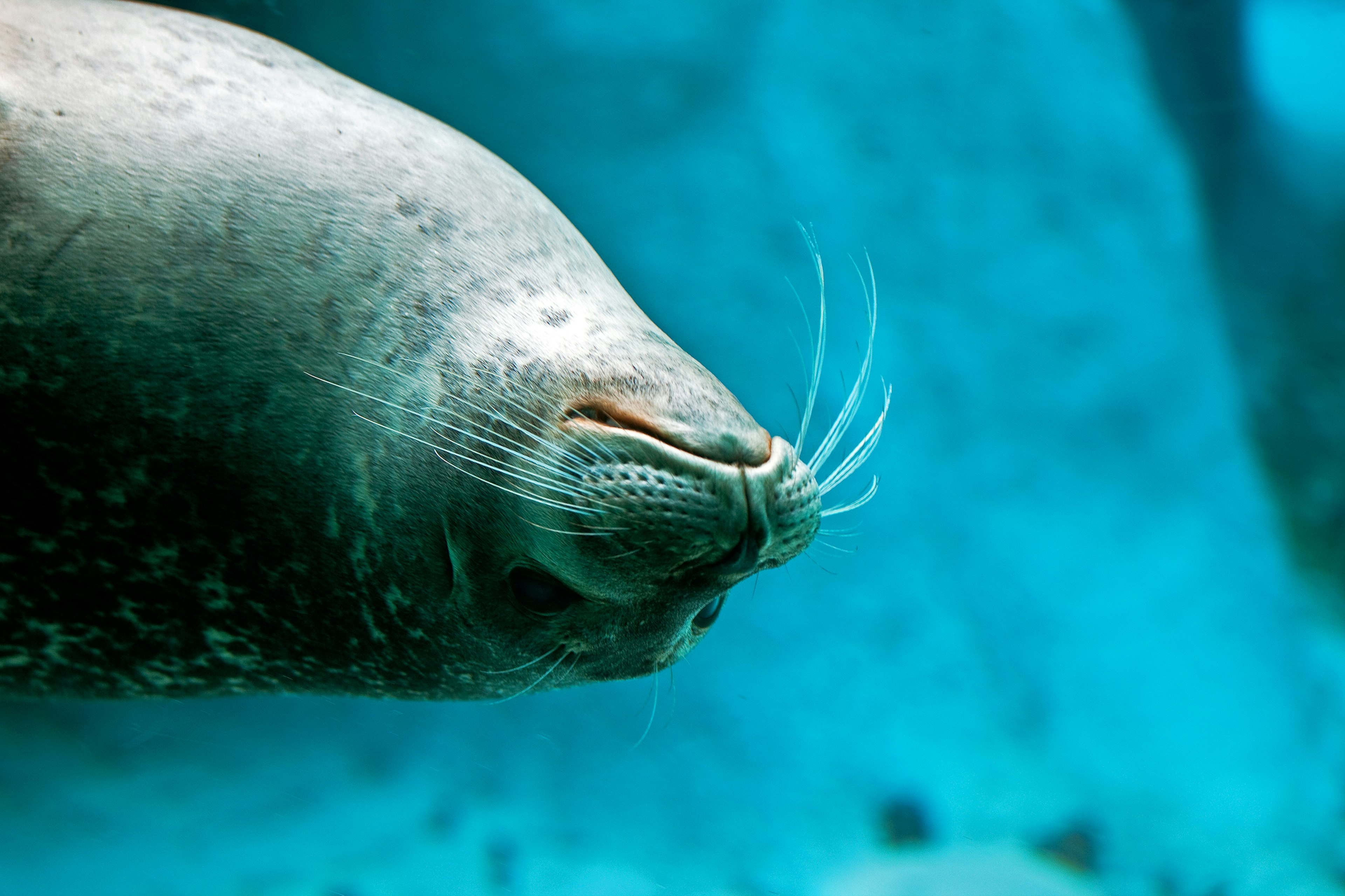 Sea-lion swimming upside down