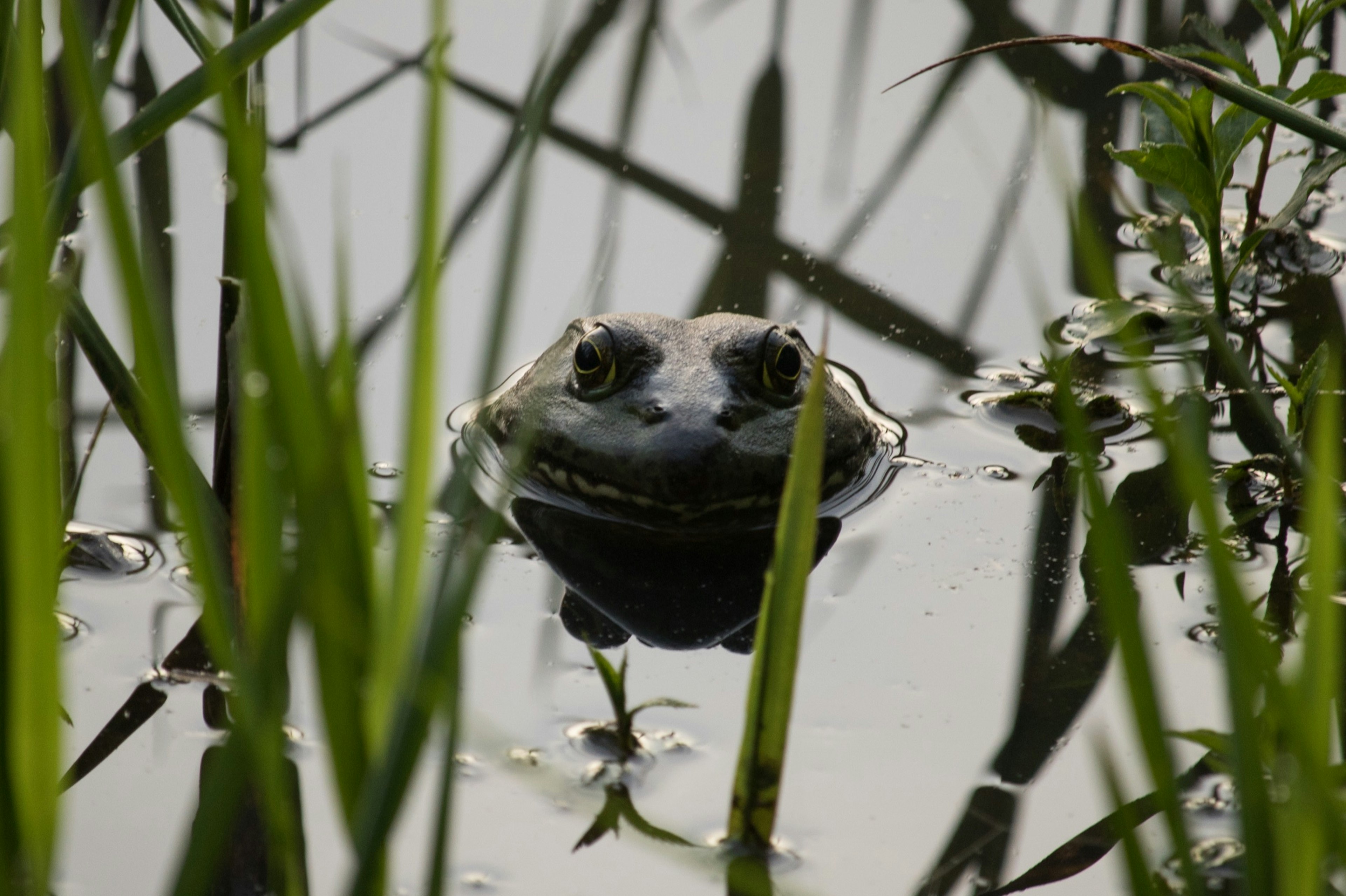 Rise,Of,The,Bullfrogs,In,The,Morning,At,Double,Lake