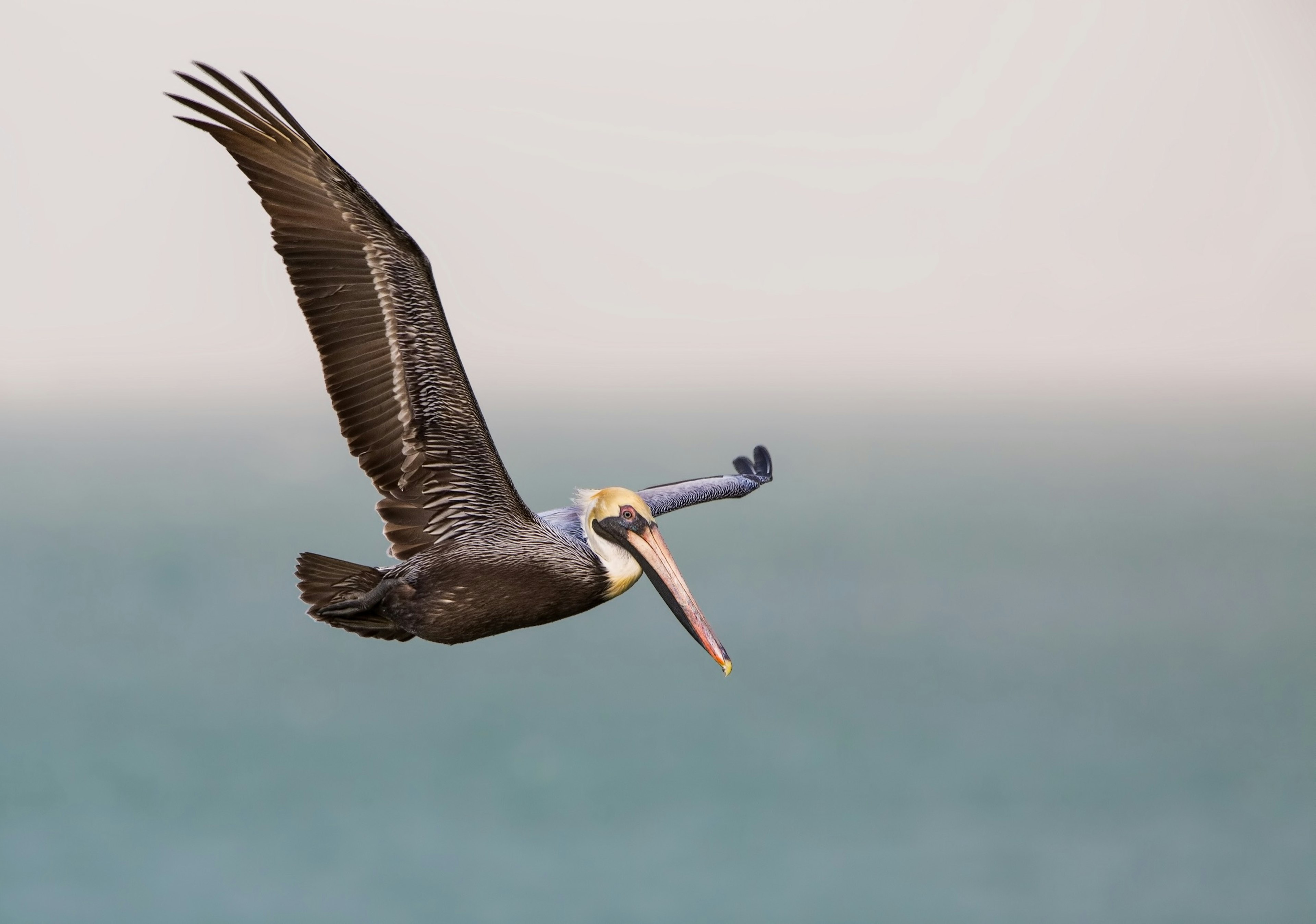 American,Brown,Pelican