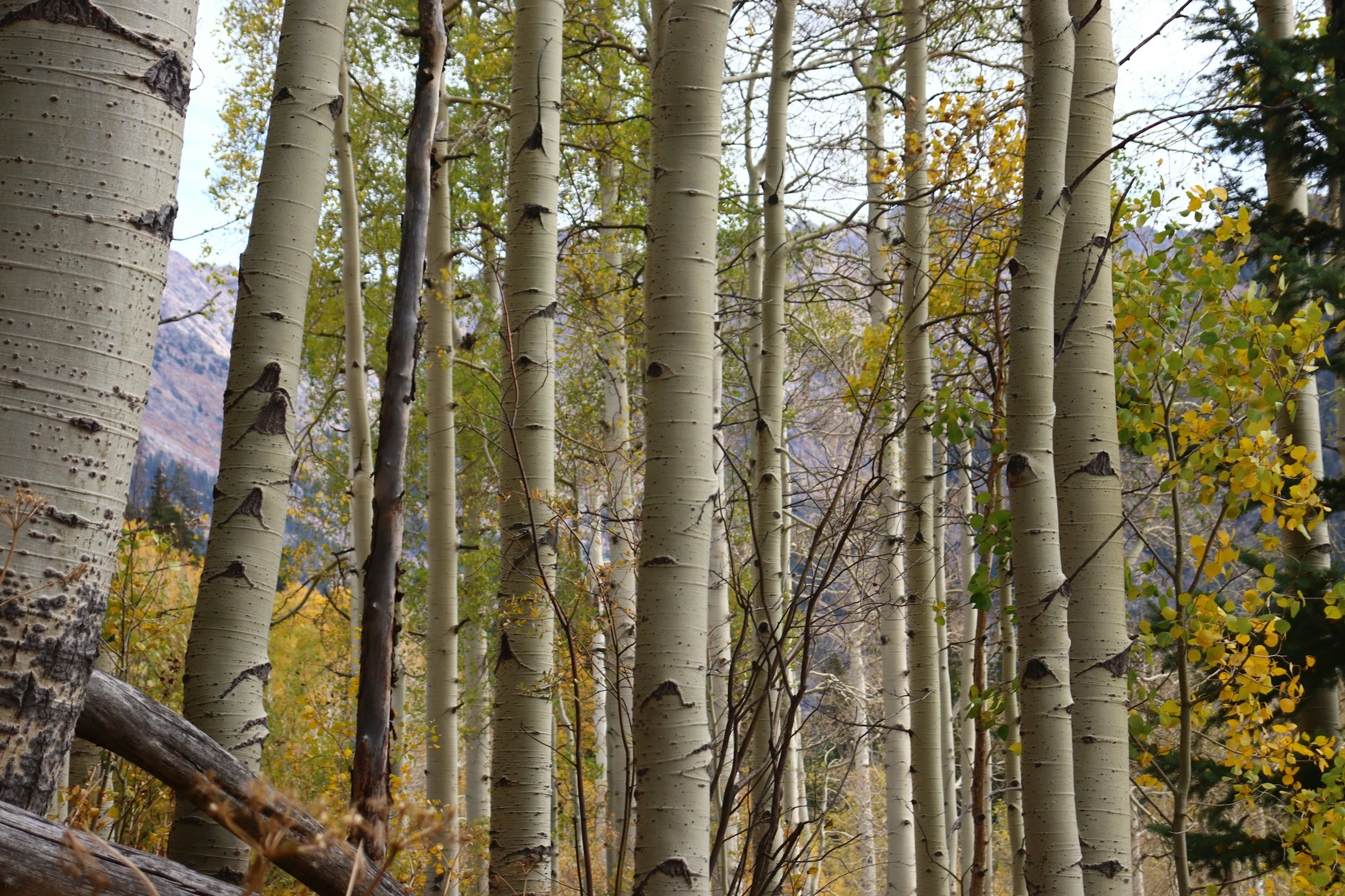 Aspen trees along the Upper Piney River Falls Trail