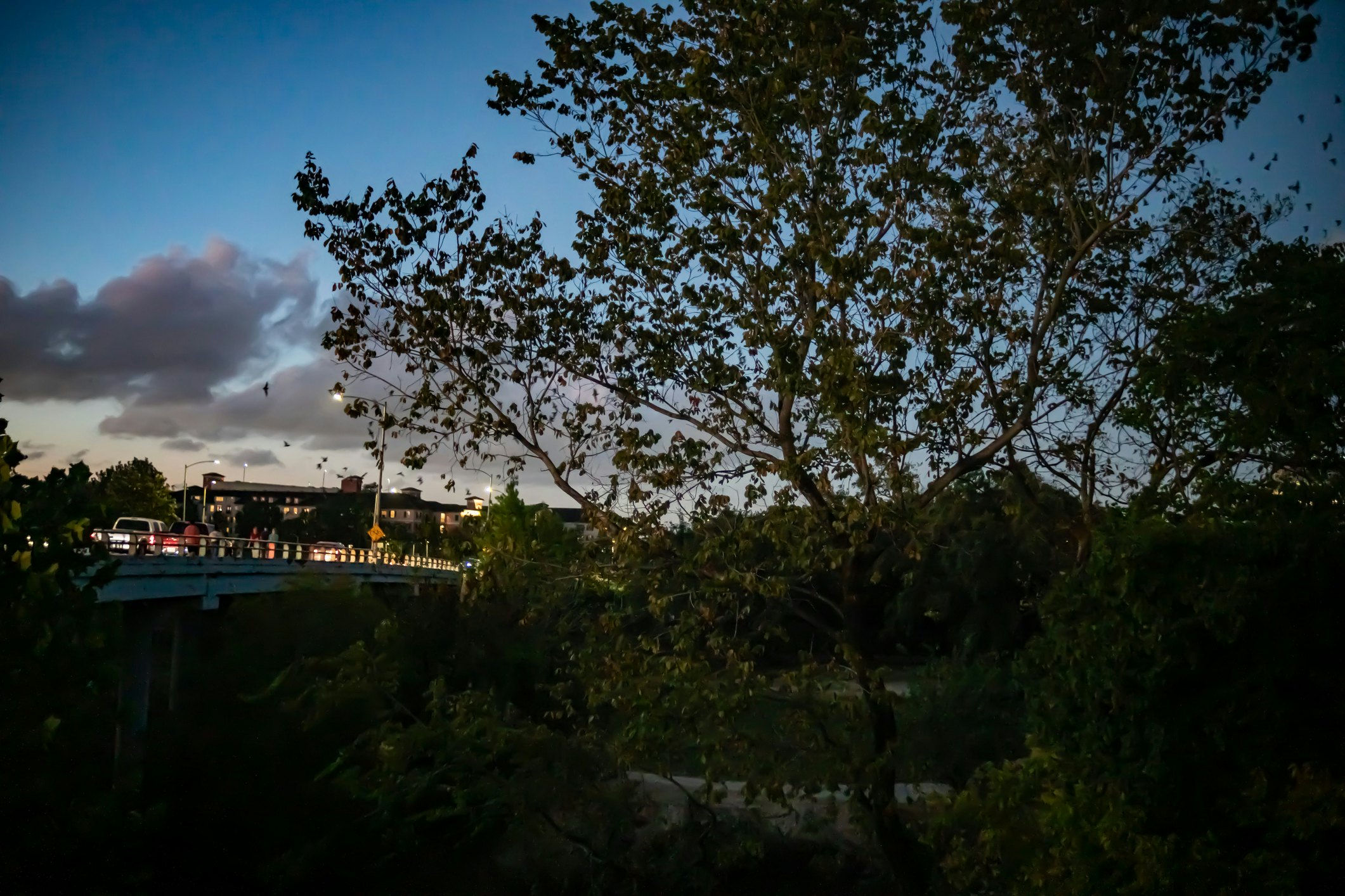 Waugh Bridge Bat Colony