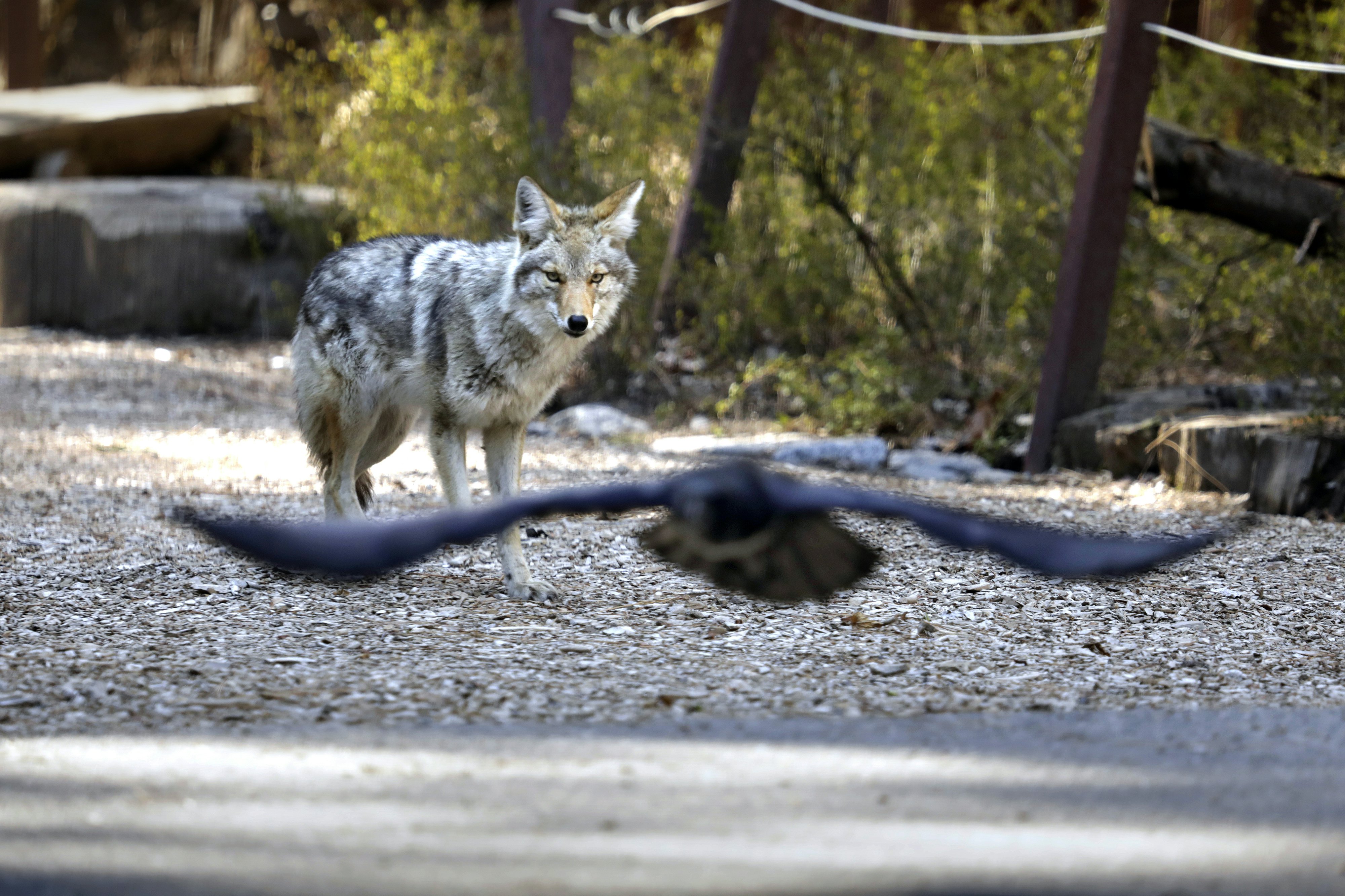 Yosemite National Park during the time of coronavirus Covid 19 Los Angeles Times photographer Carolyn Cole