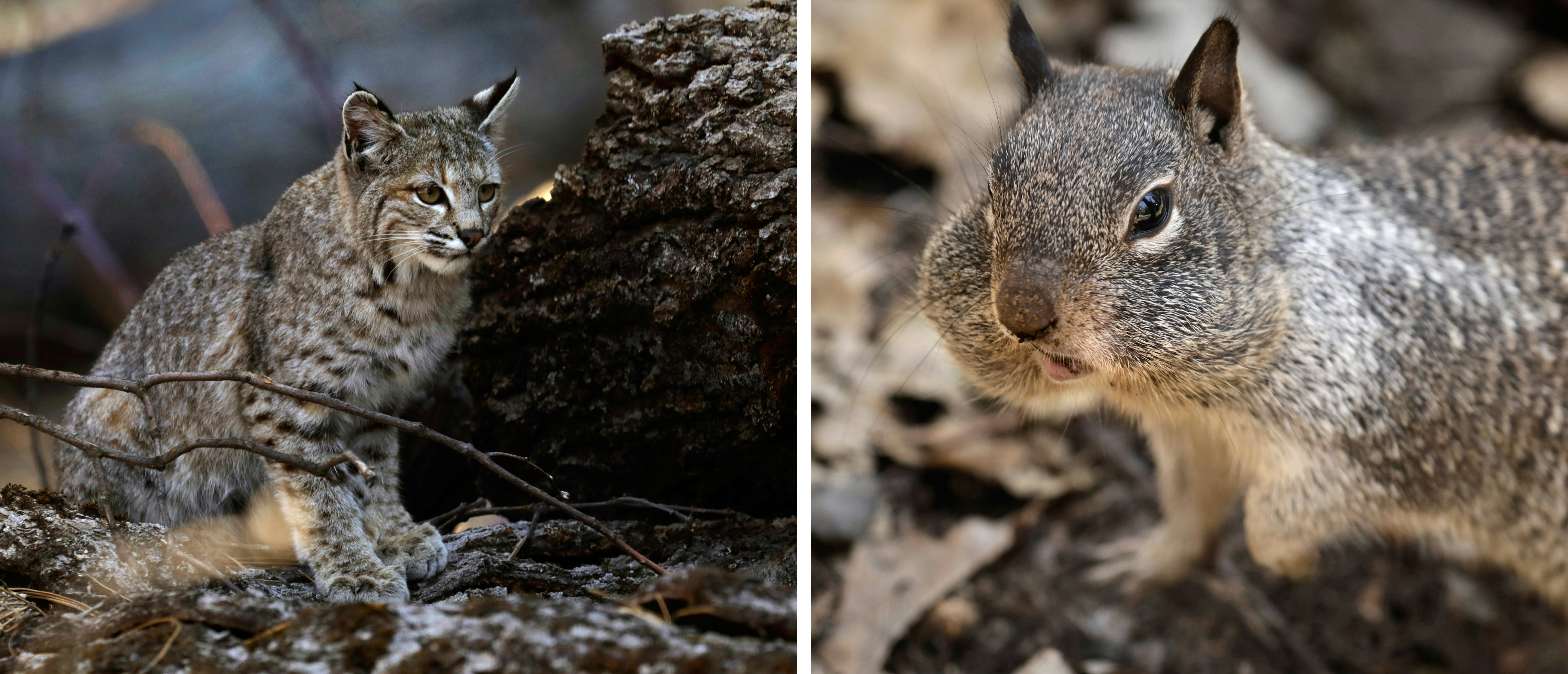 Left, a bobcat hunts for a meal in Yosemite Valley; right, a squirrel with his cheeks filled in Yosemite Valley