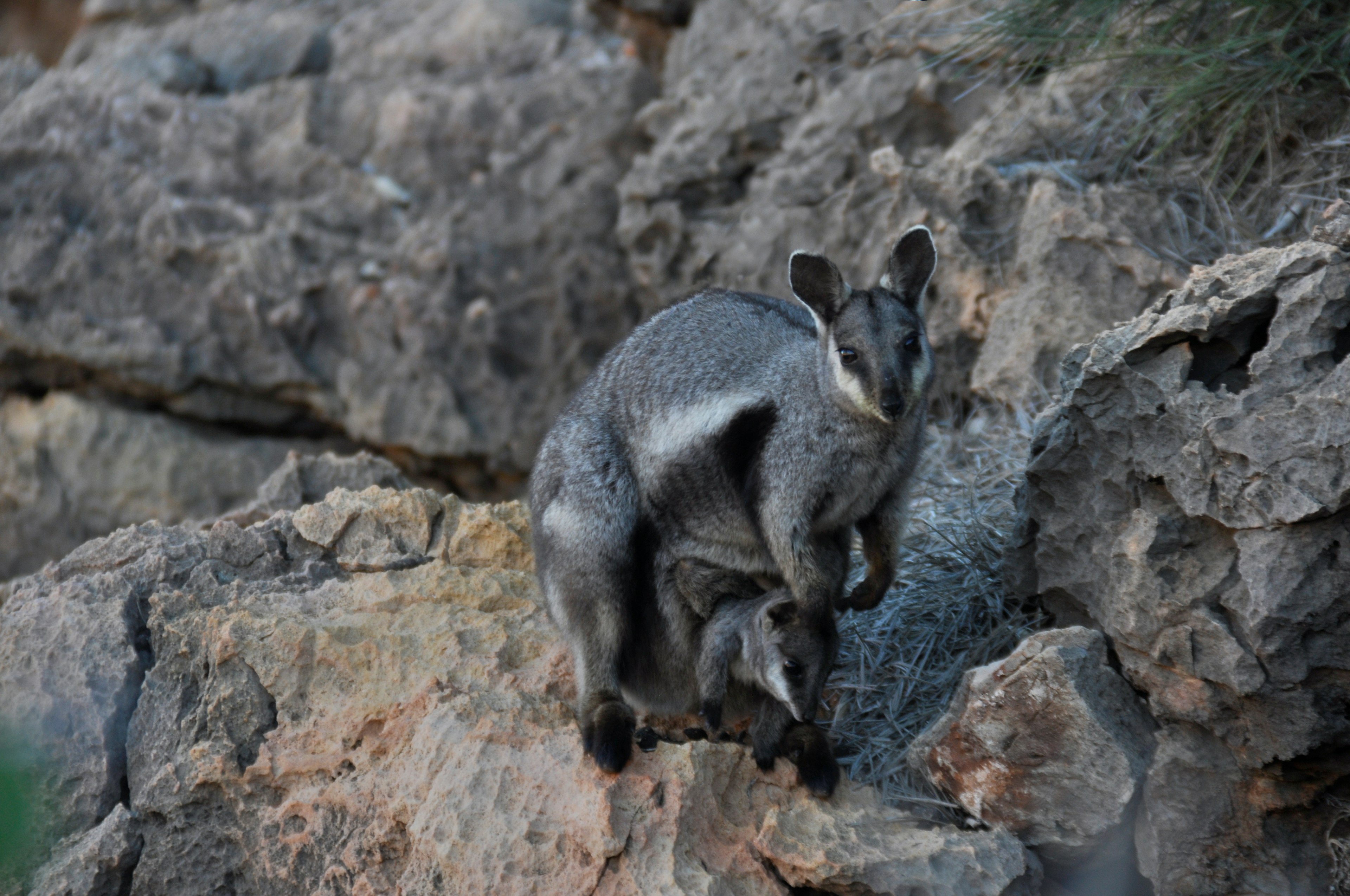 A black-footed rock wallaby at Yardie Creek, Western Australia