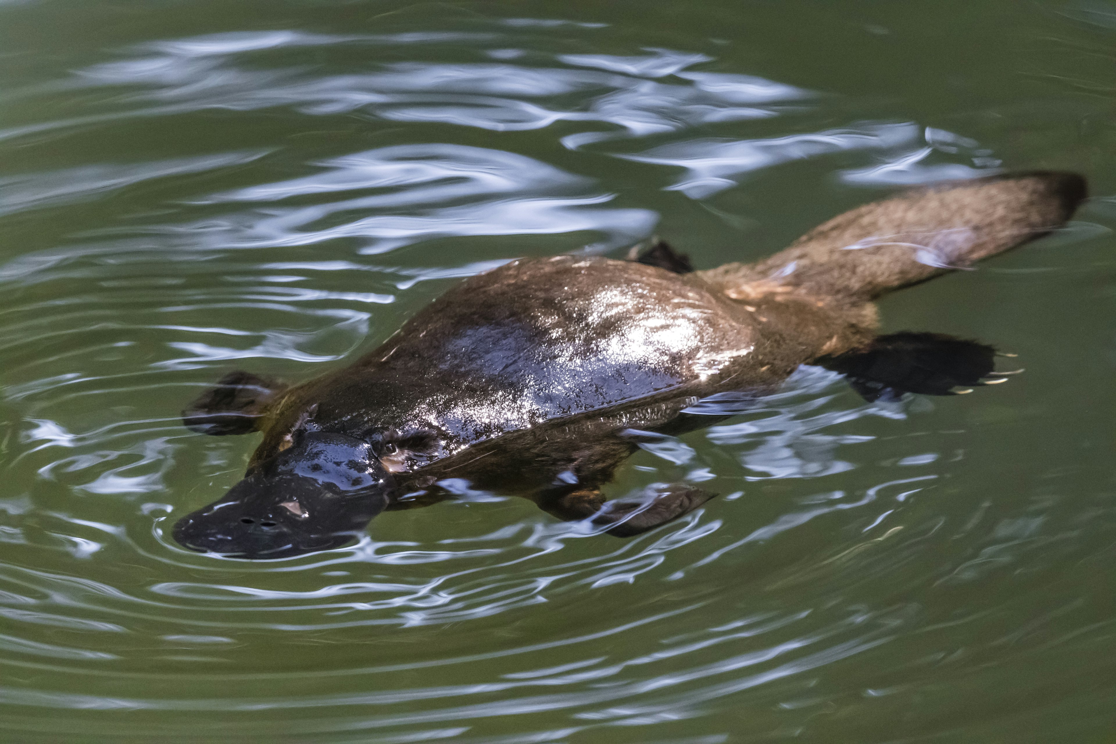 A platypus swimming in the Broken river at the Eungella National Park, Australia