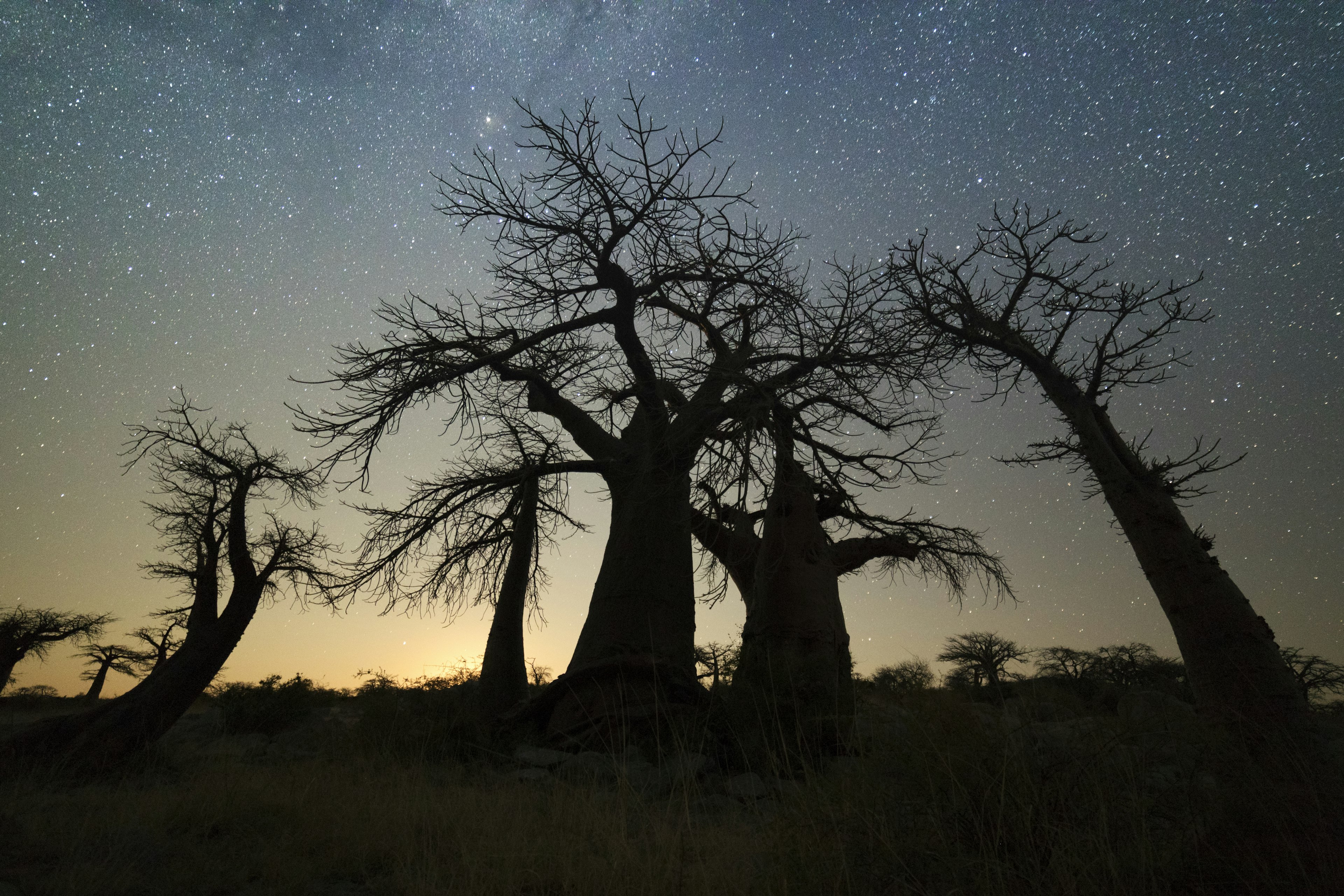 Baobab trees silhouetted by night under the starry skies in Botswana, Africa