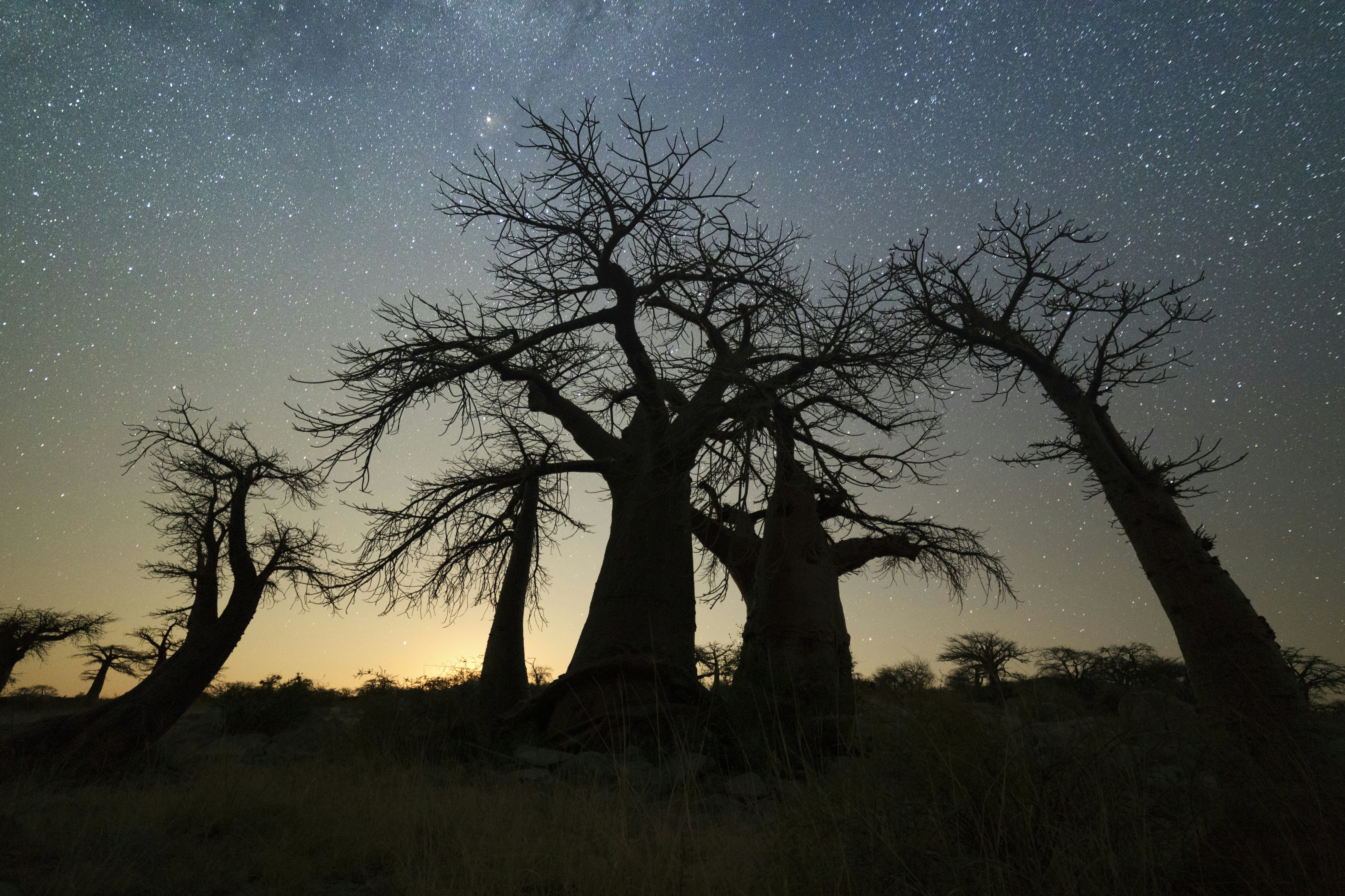 Baobab trees silhouetted by night under the starry skies in Botswana, Africa