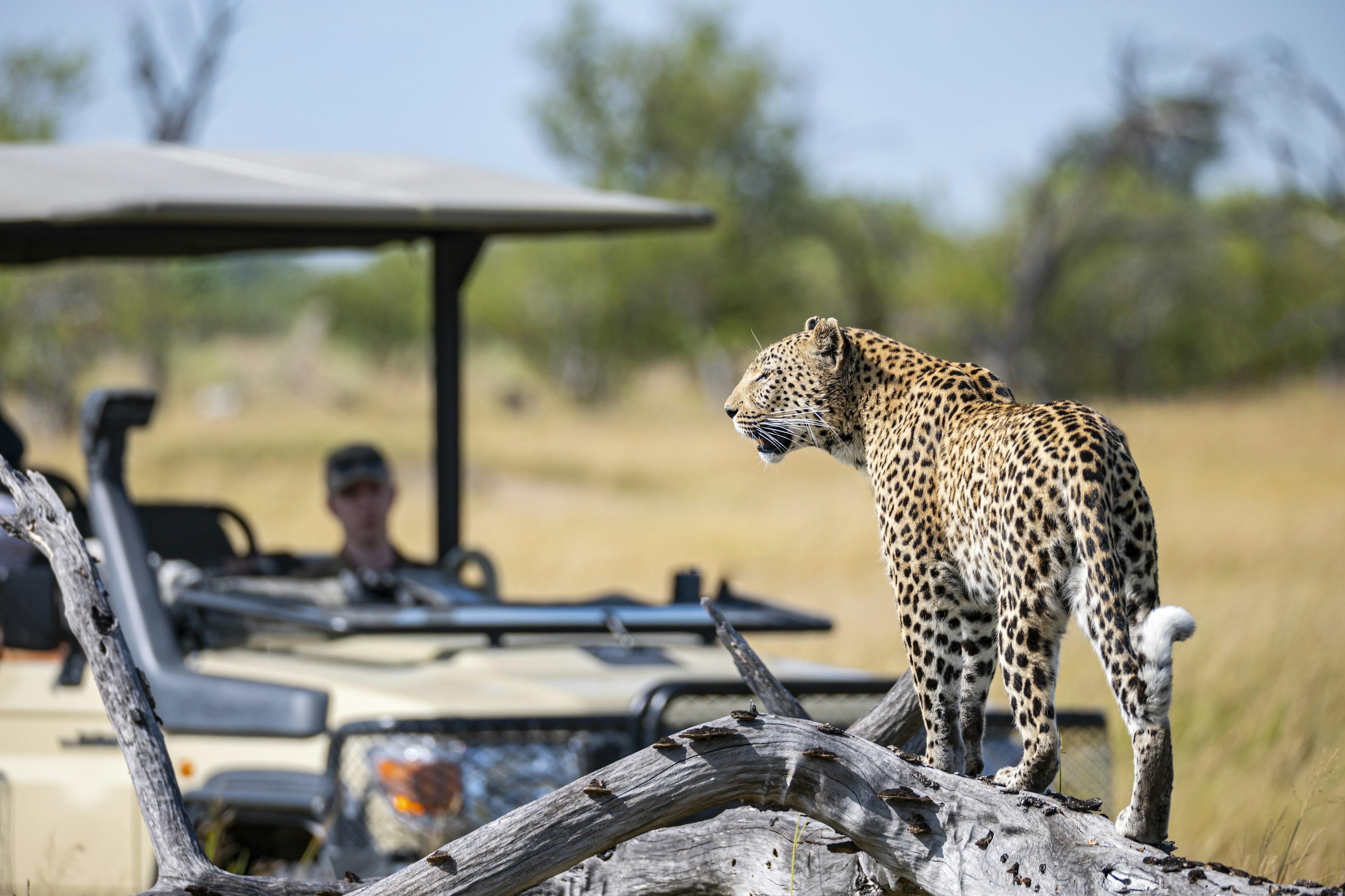 Leopard in wildlife, Okavango Delta, Botswana, Africa