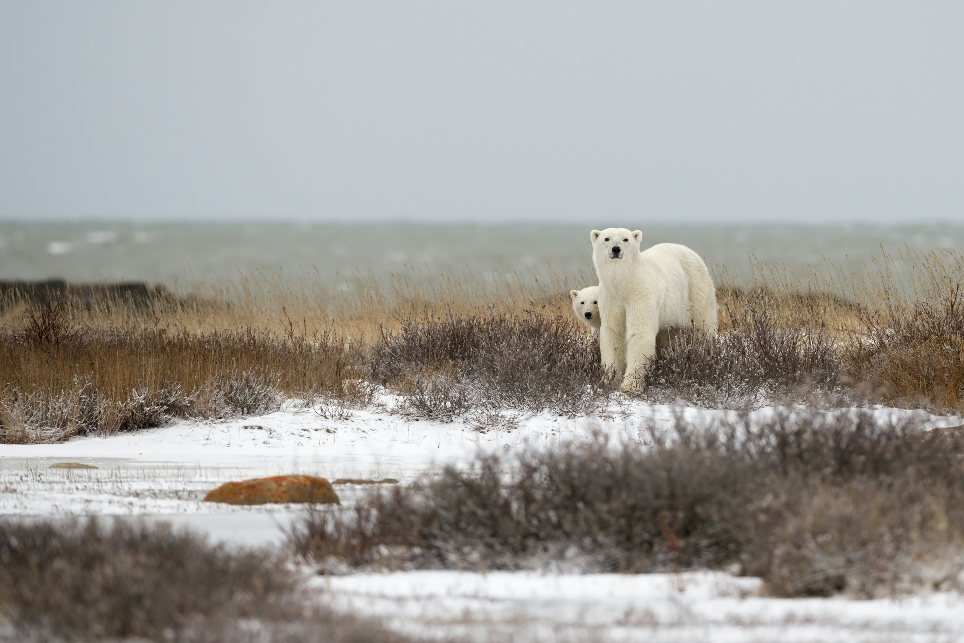 Two polar bears standing in snowy coastal brush