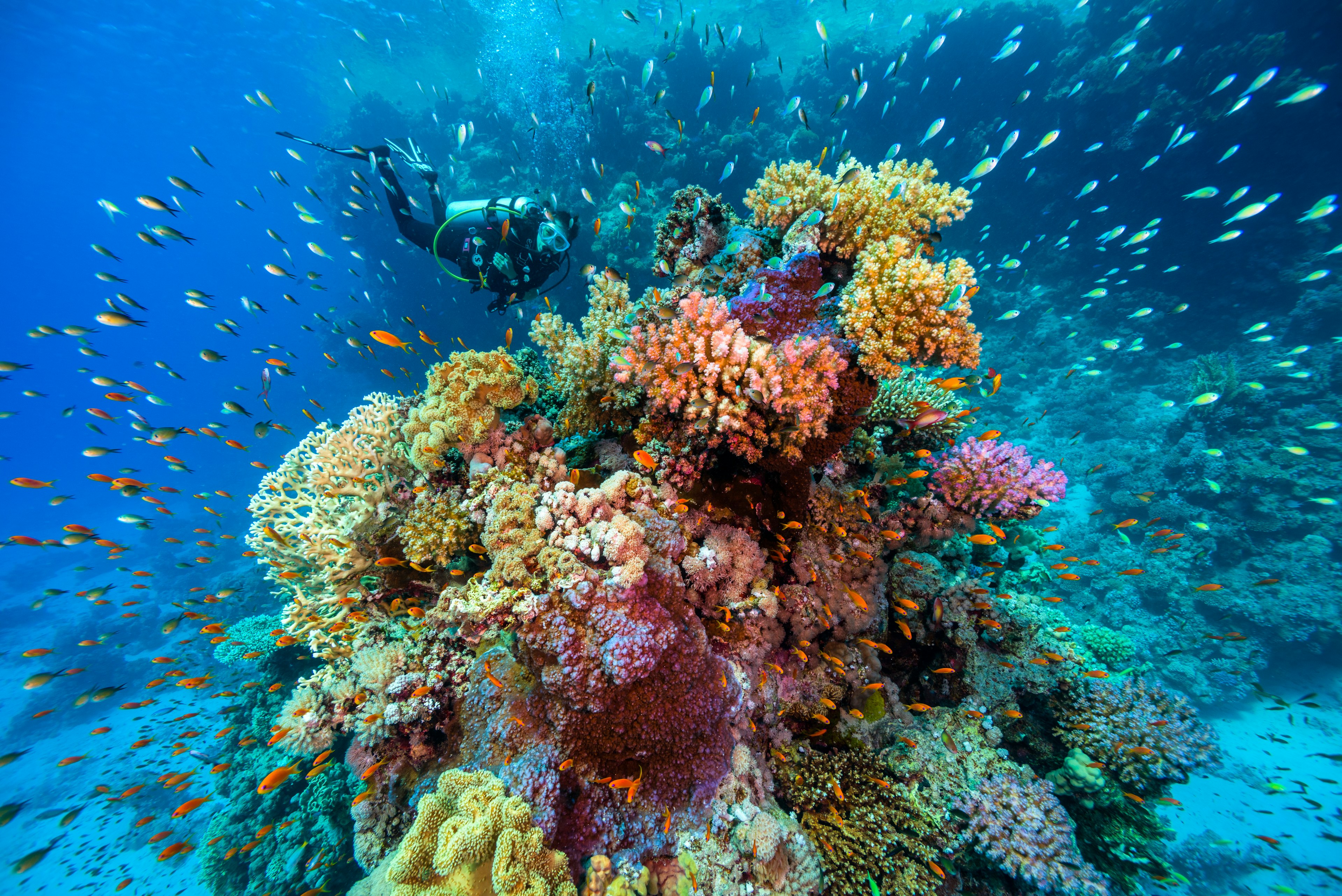 A diver swims past a large coral reef teeming with wildlife