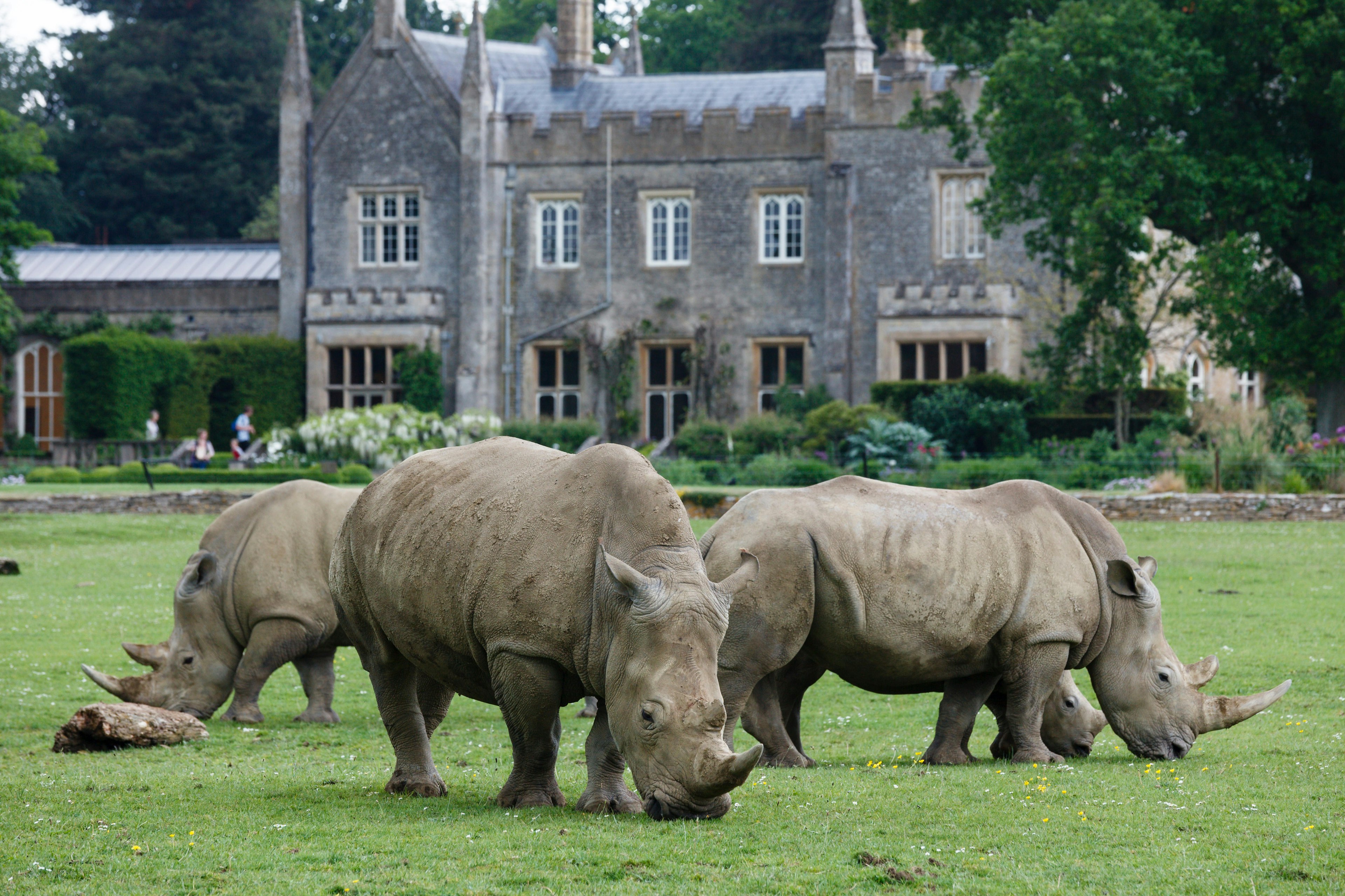 A herd of White Rhinoceros grazing at Cotswold Wildlife Park, near Burford, Oxfordshire, the Cotswolds, England, United Kingdom